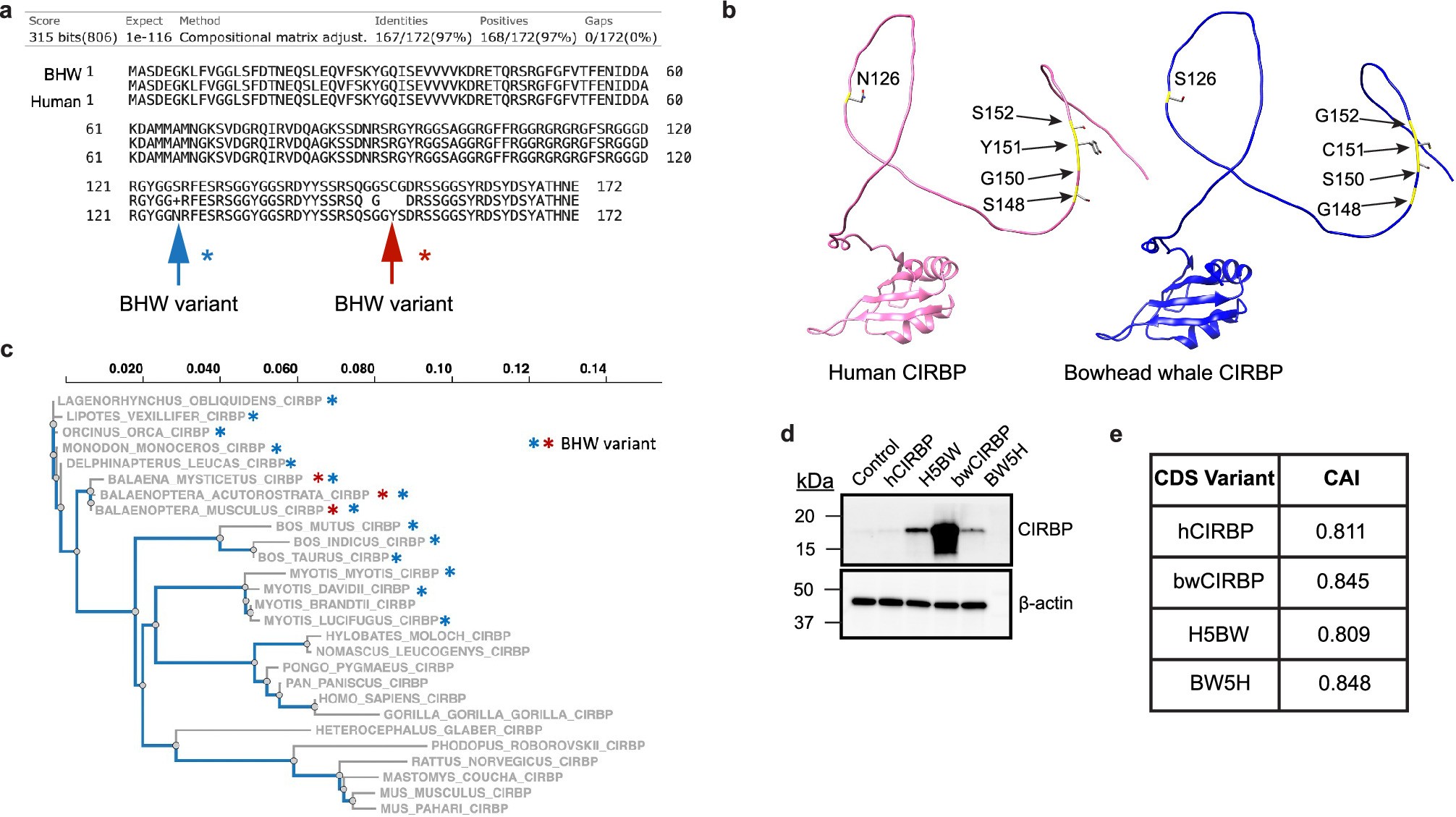 Extended Data Fig. 9: Bowhead whale CIRBP RNA and protein sequence confer higher expression levels compared to human sequence.