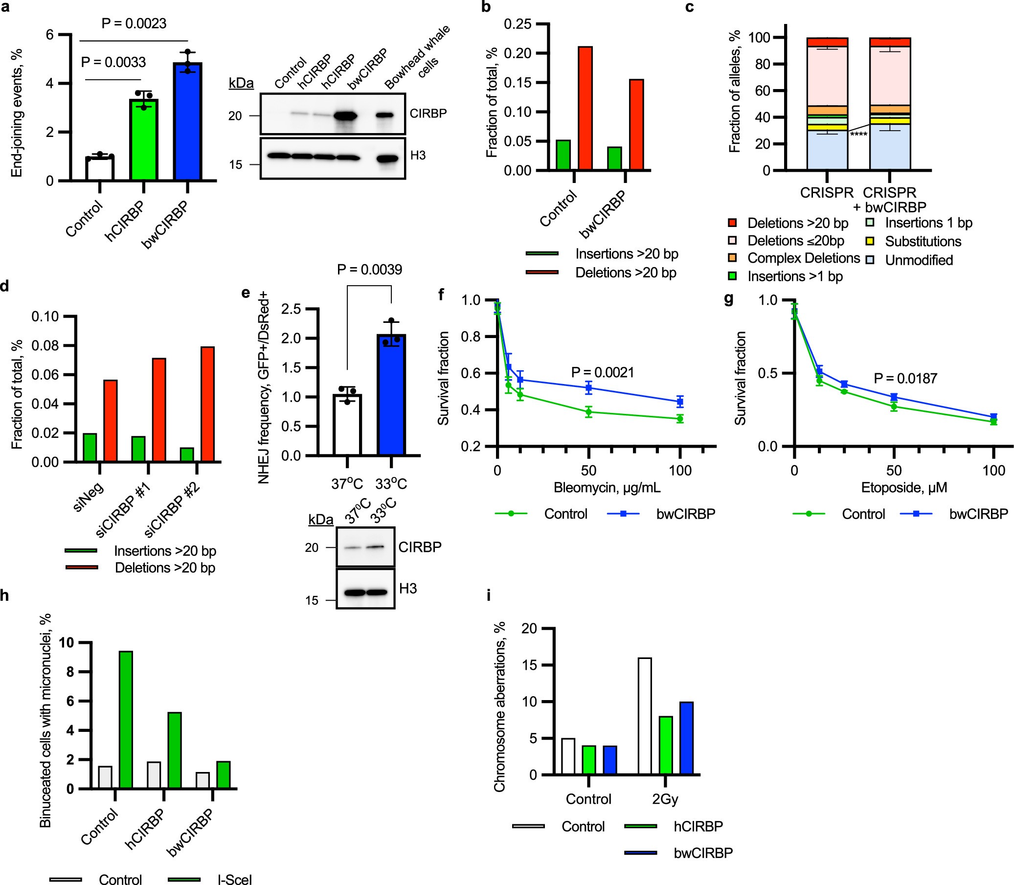 Extended Data Fig. 10: CIRBP promotes DNA repair and survival following DNA damage in human fibroblasts.