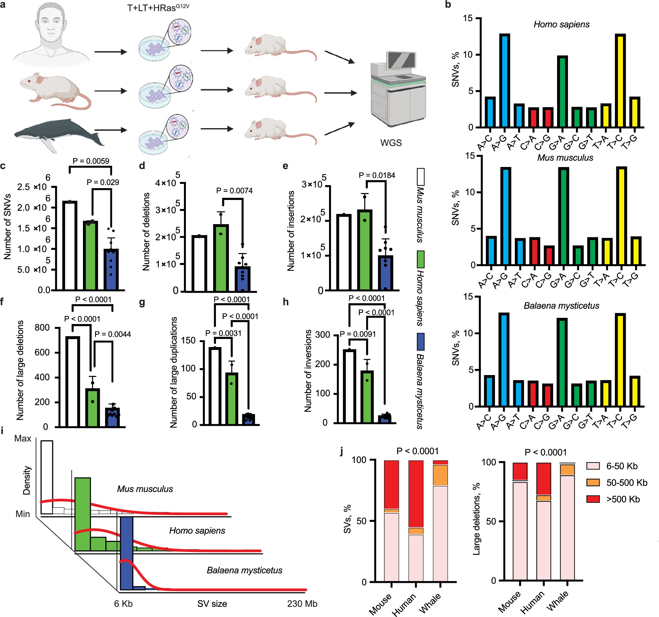 Extended Data Fig. 2: Mutation rates in bowhead whale cells during tumour progression.