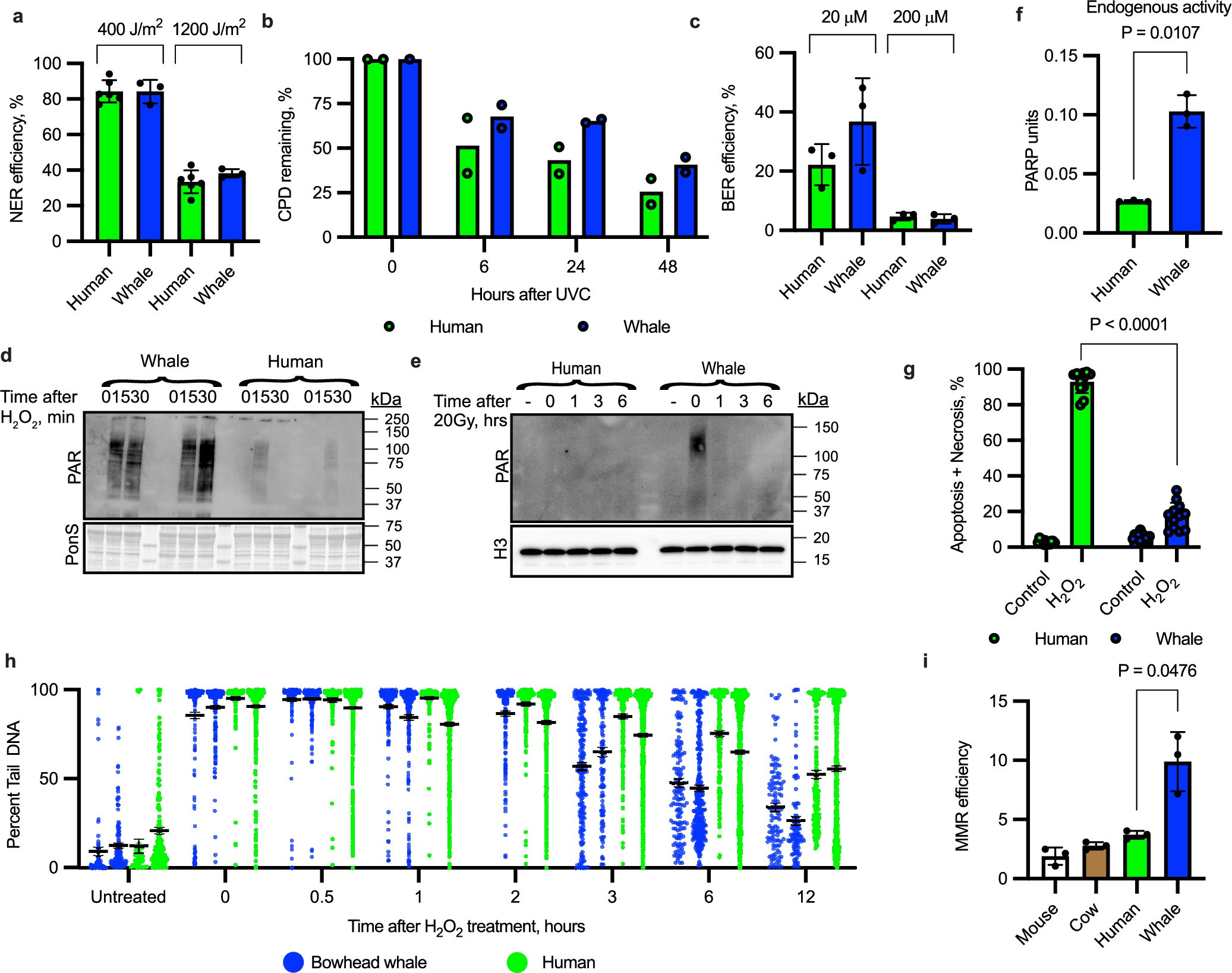 Extended Data Fig. 4: DNA repair and PARP activation in bowhead whale and human cells.