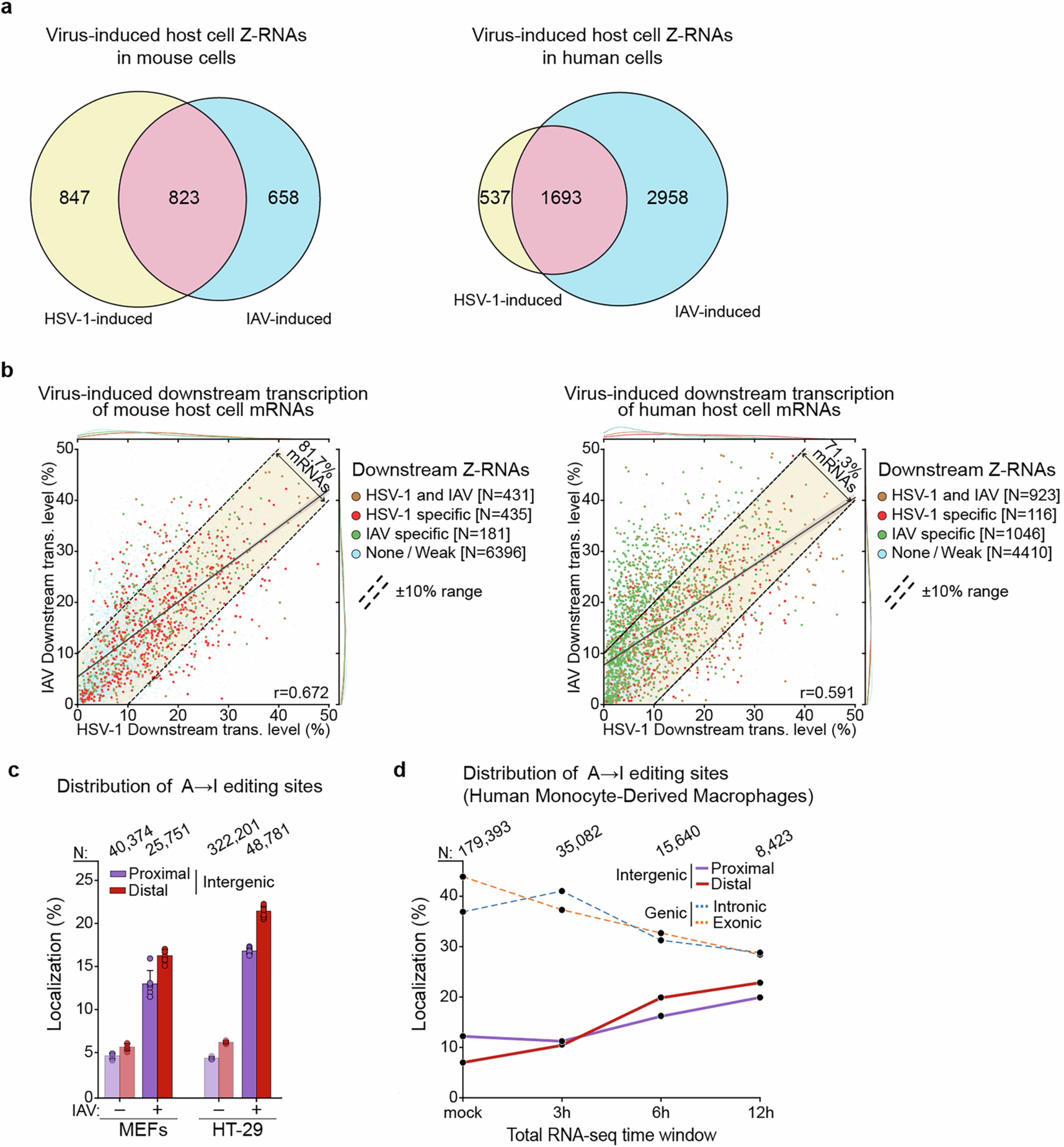 Extended Data Fig. 7: (Related to Fig. 4). Additional characterization of IAV-induced host cell Z-RNAs and ZBP1-bound RNAs.