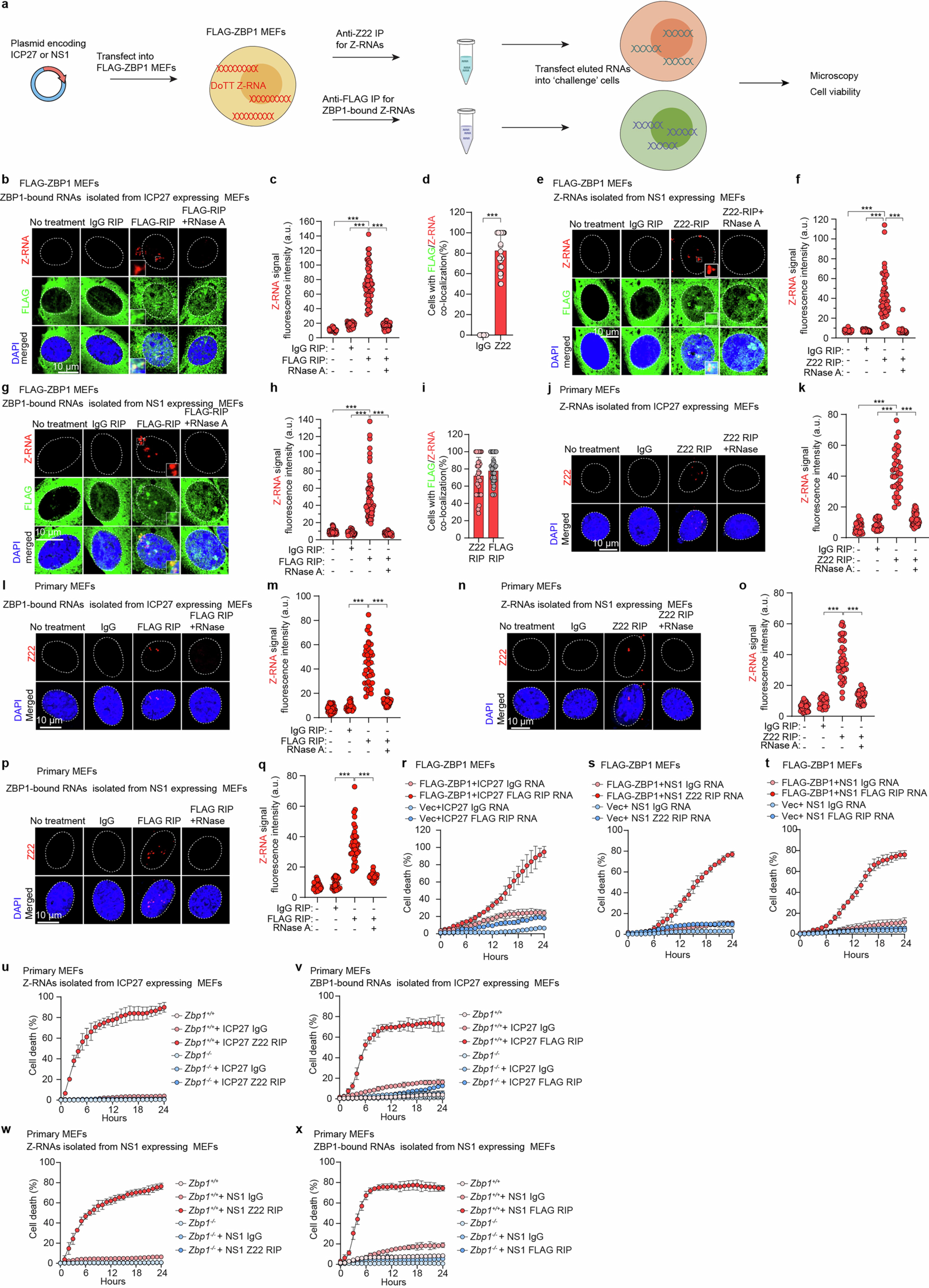 Extended Data Fig. 9: (Related to Fig. 5.) Ectopic expression of ICP27 and NS1 induce formation of host cell Z-RNAs.