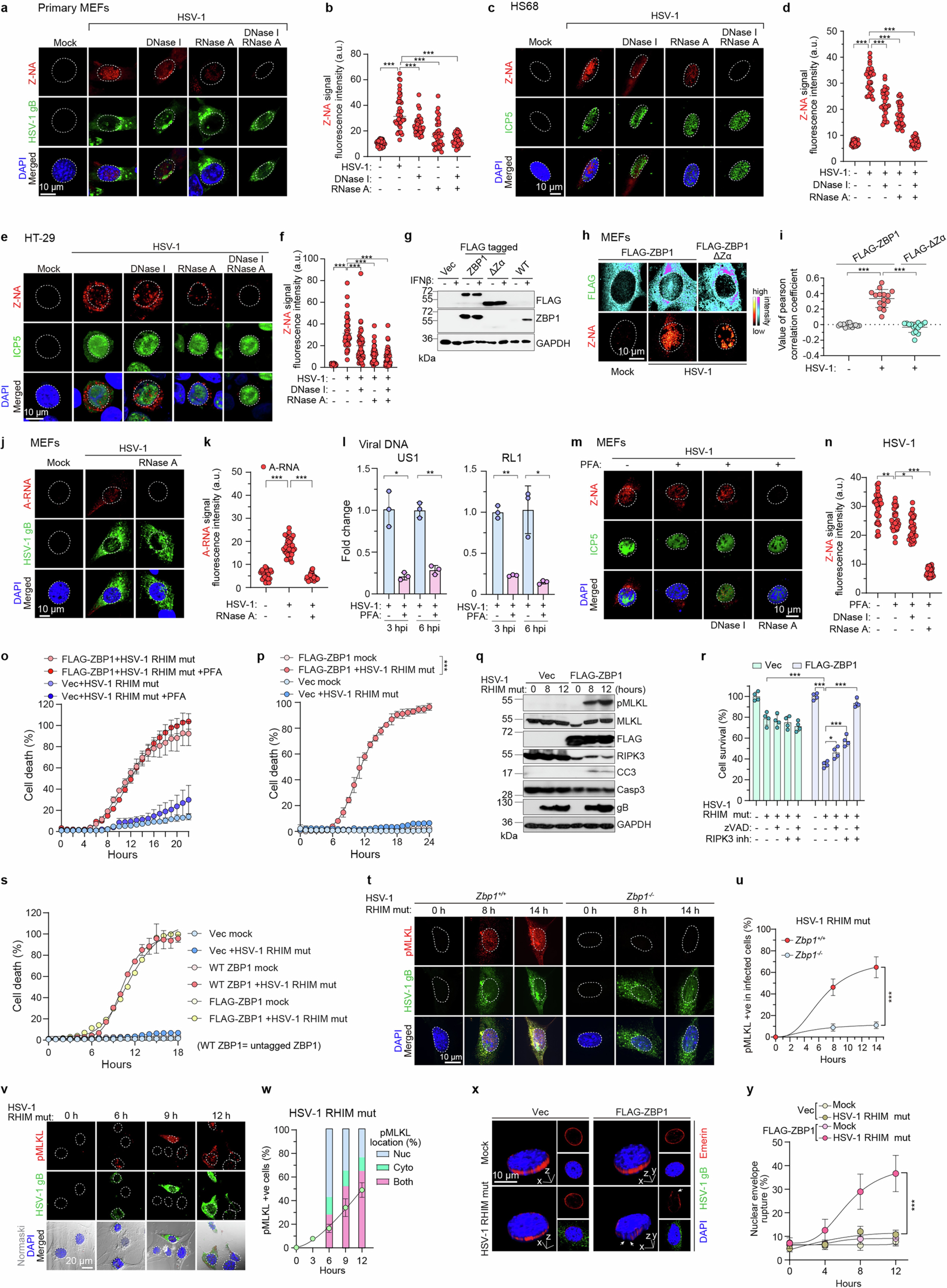 Extended Data Fig. 1: (Related to Fig. 1). HSV-1 produces Z-RNAs in both murine and human cells and activates ZBP1-dependent nuclear necroptosis.