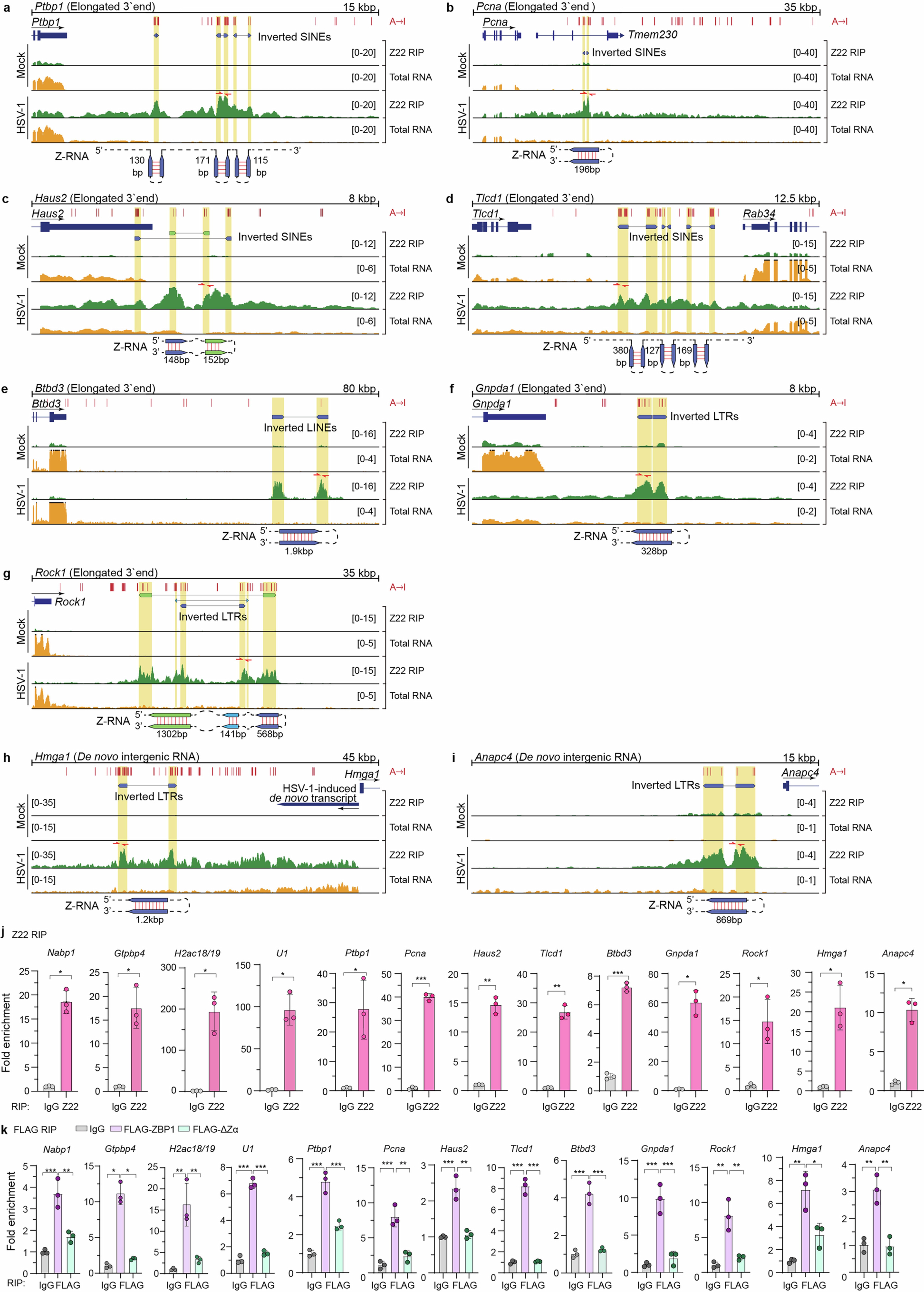 Extended Data Fig. 3: (Related to Fig. 2). Characterization of host cell Z-RNAs generated during HSV-1 infections in murine cells.