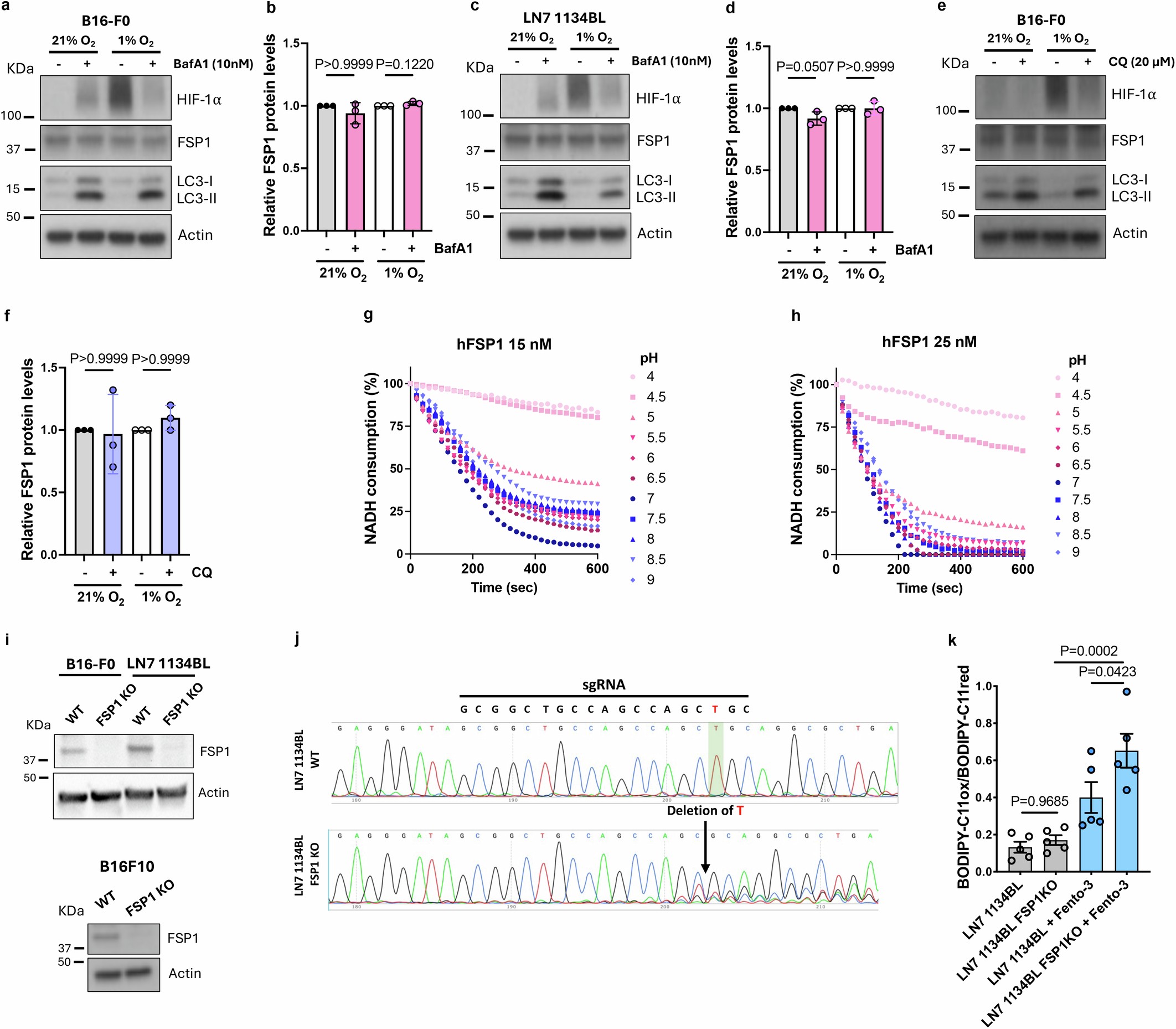 Extended Data Fig. 8: FSP1 protects lysosomes from lipid oxidation without undergoing lysosomal degradation.