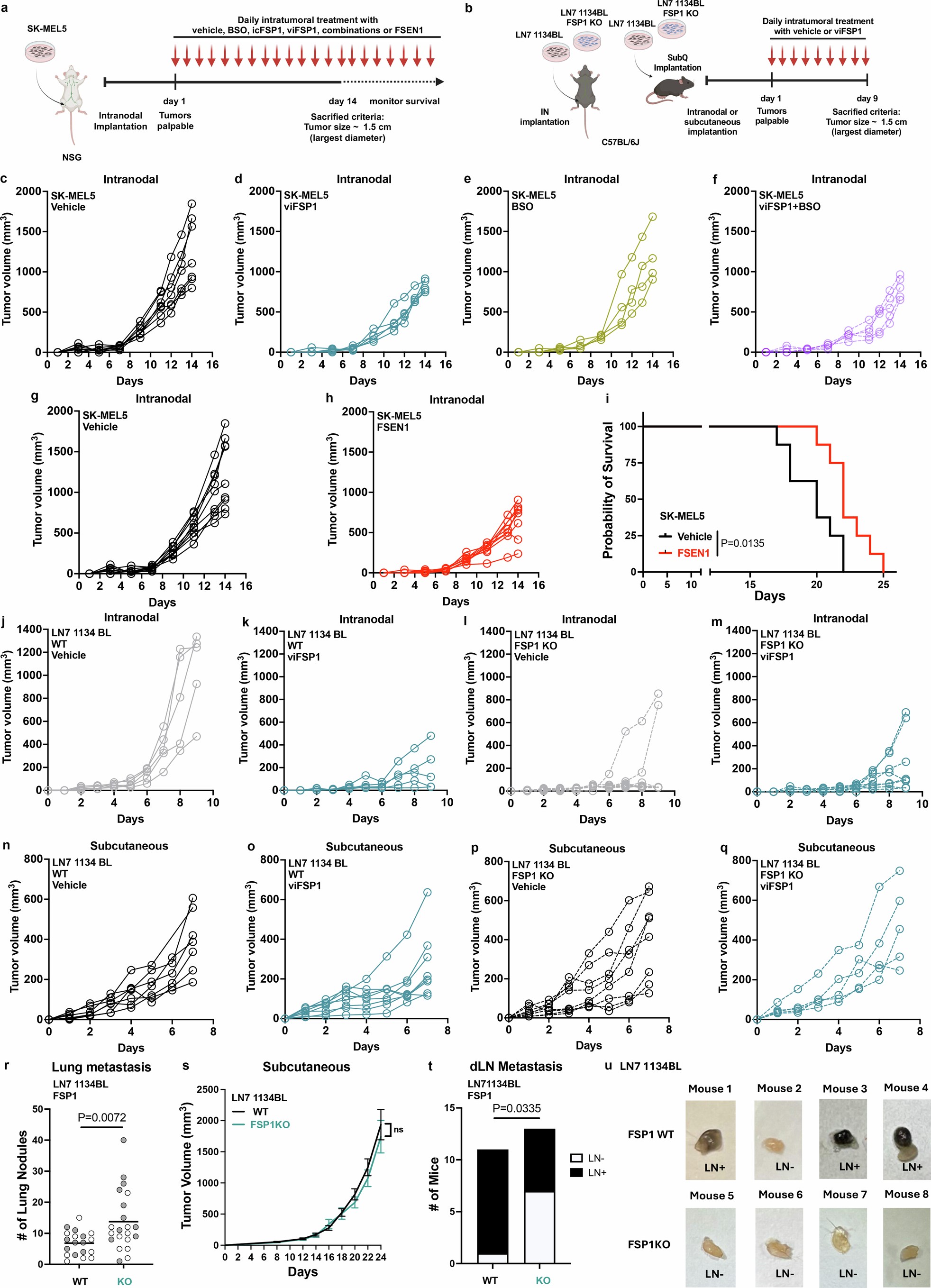 Extended Data Fig. 10: Targeting FSP1 or its genetic deletion reduces intranodal tumour growth and LN metastasis.