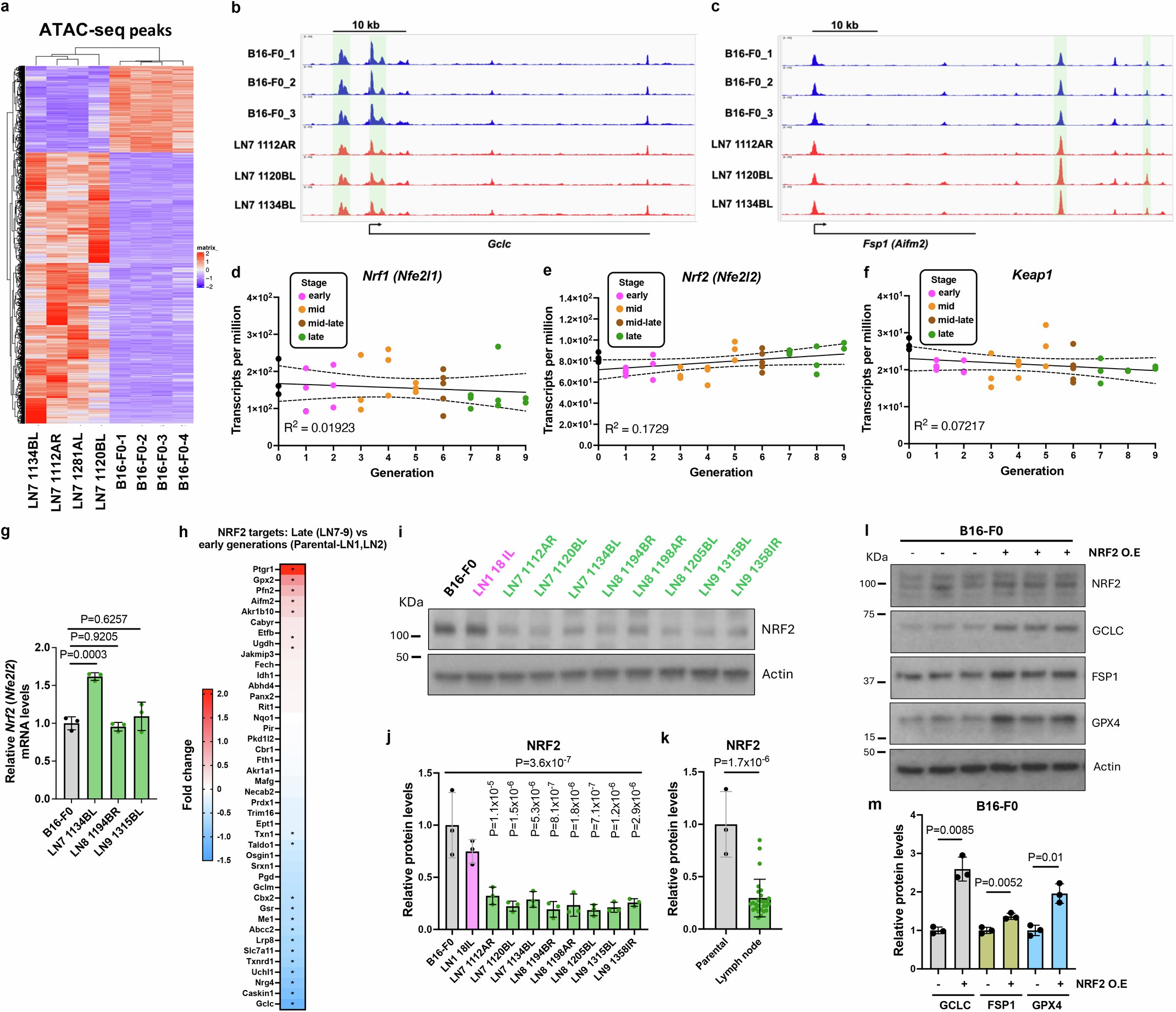 Extended Data Fig. 2: Epigenetic and transcriptional regulation of Gclc and Fsp1 in LN metastatic cells.