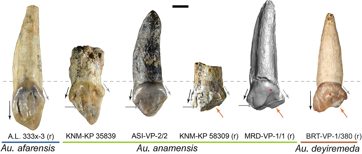 Extended Data Fig. 5: Upper canine crown shape and wear pattern.