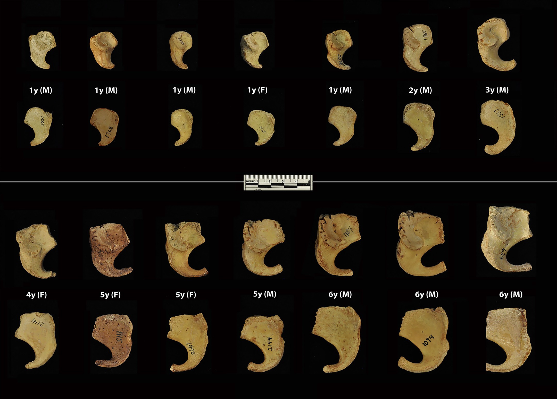 Extended Data Fig. 8: Ontogenetic series of juvenile human ischia.