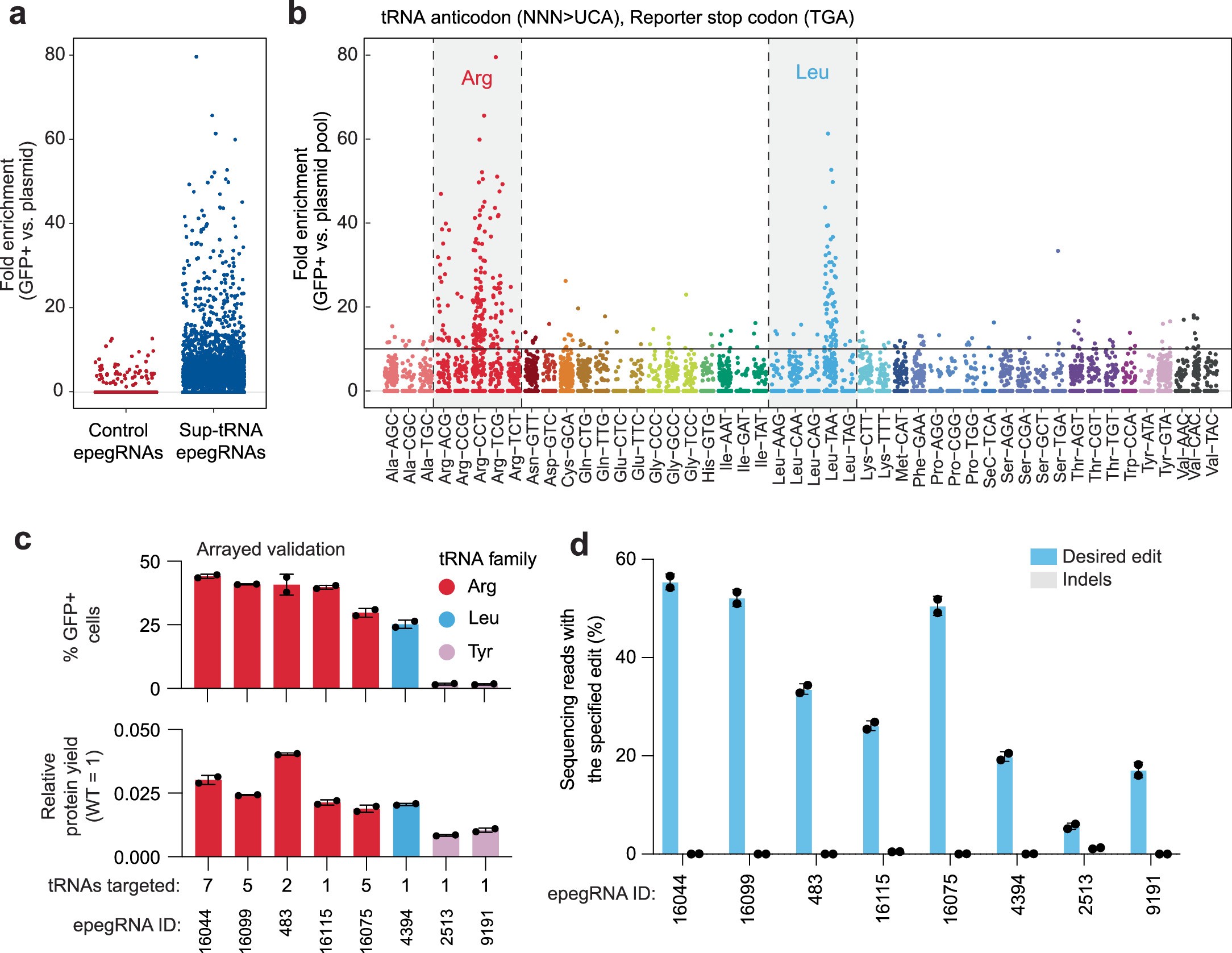 Extended Data Fig. 3: Endogenous tRNA genes can be converted to TGA sup-tRNAs with prime editing.