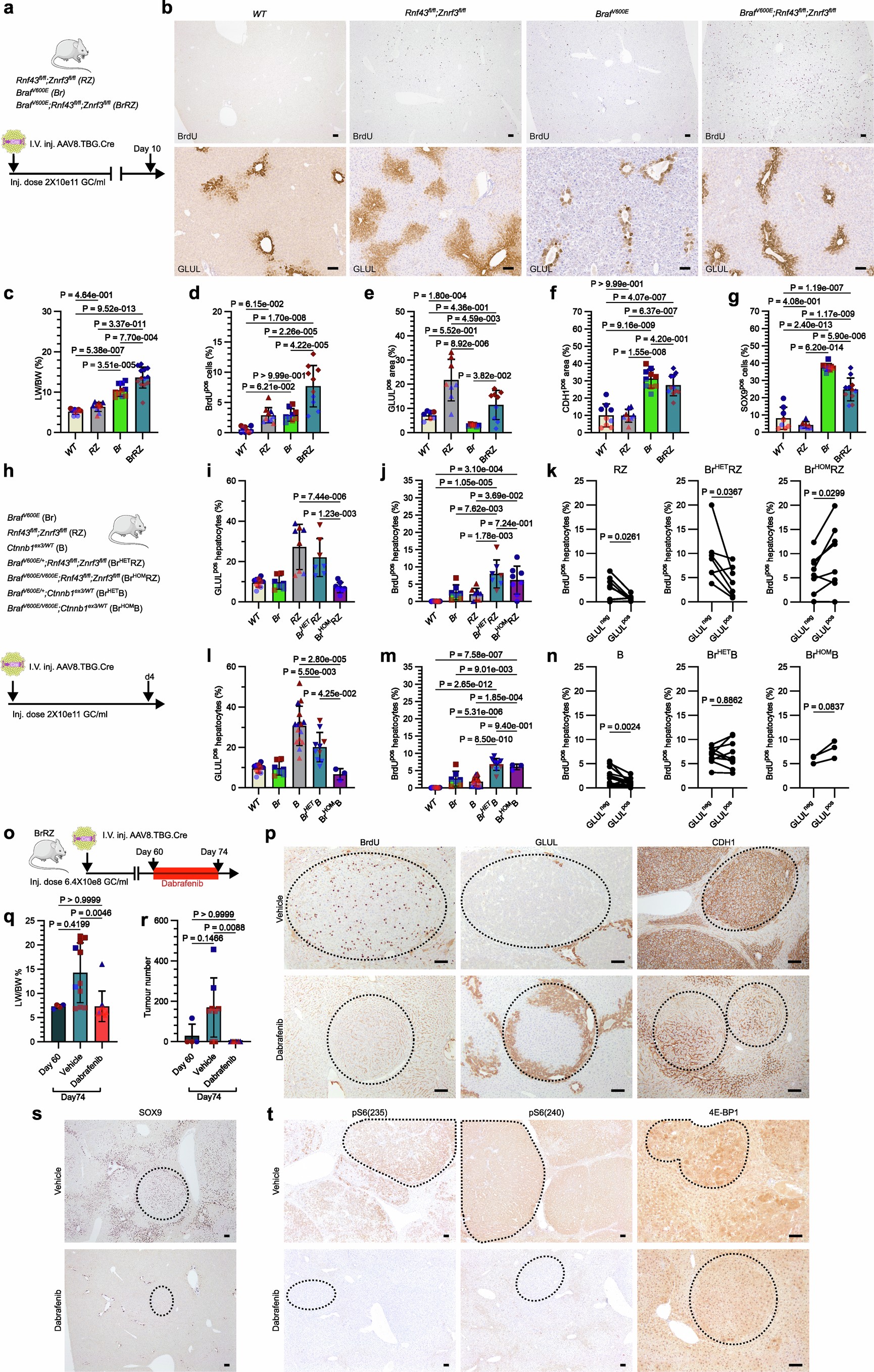 Extended Data Fig. 9: MAPK activity modulates liver zonation by promoting zone-1 and suppressing zone-3, inhibiting MAPK signalling in established tumours switches liver zonation resulting in a wnt high state and reduced mTOR activity.
