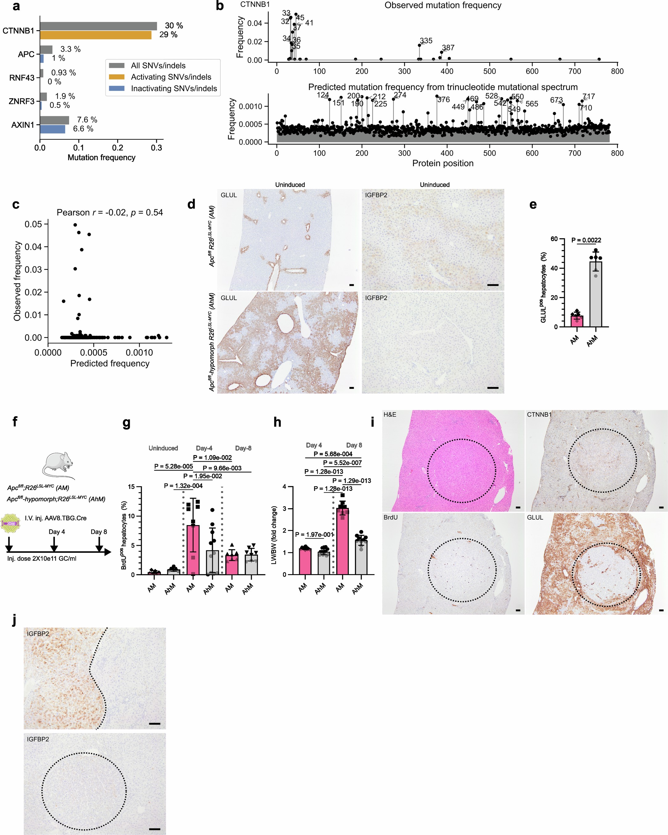 Extended Data Fig. 10: CTNNB1 mutational modelling and Wnt-driven growth in an Apc-hypomorphic liver.