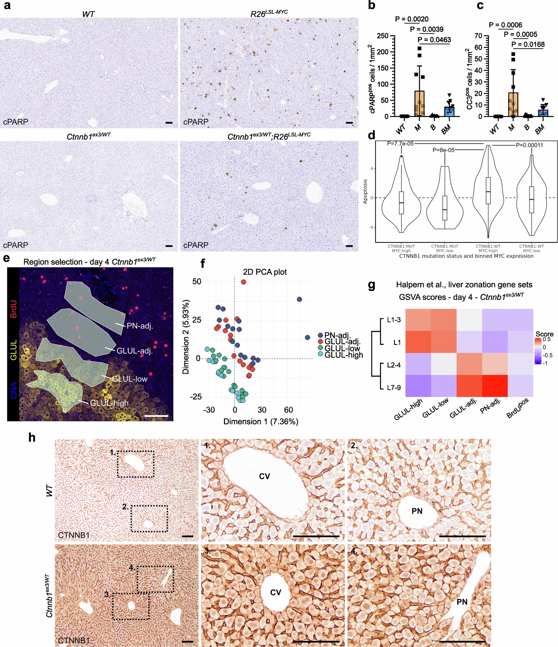 Extended Data Fig. 4: R26LSL-MYC liver is apoptotic and Ctnnb1ex3/WT mutation uniformly activates the Wnt pathway across the liver lobule.