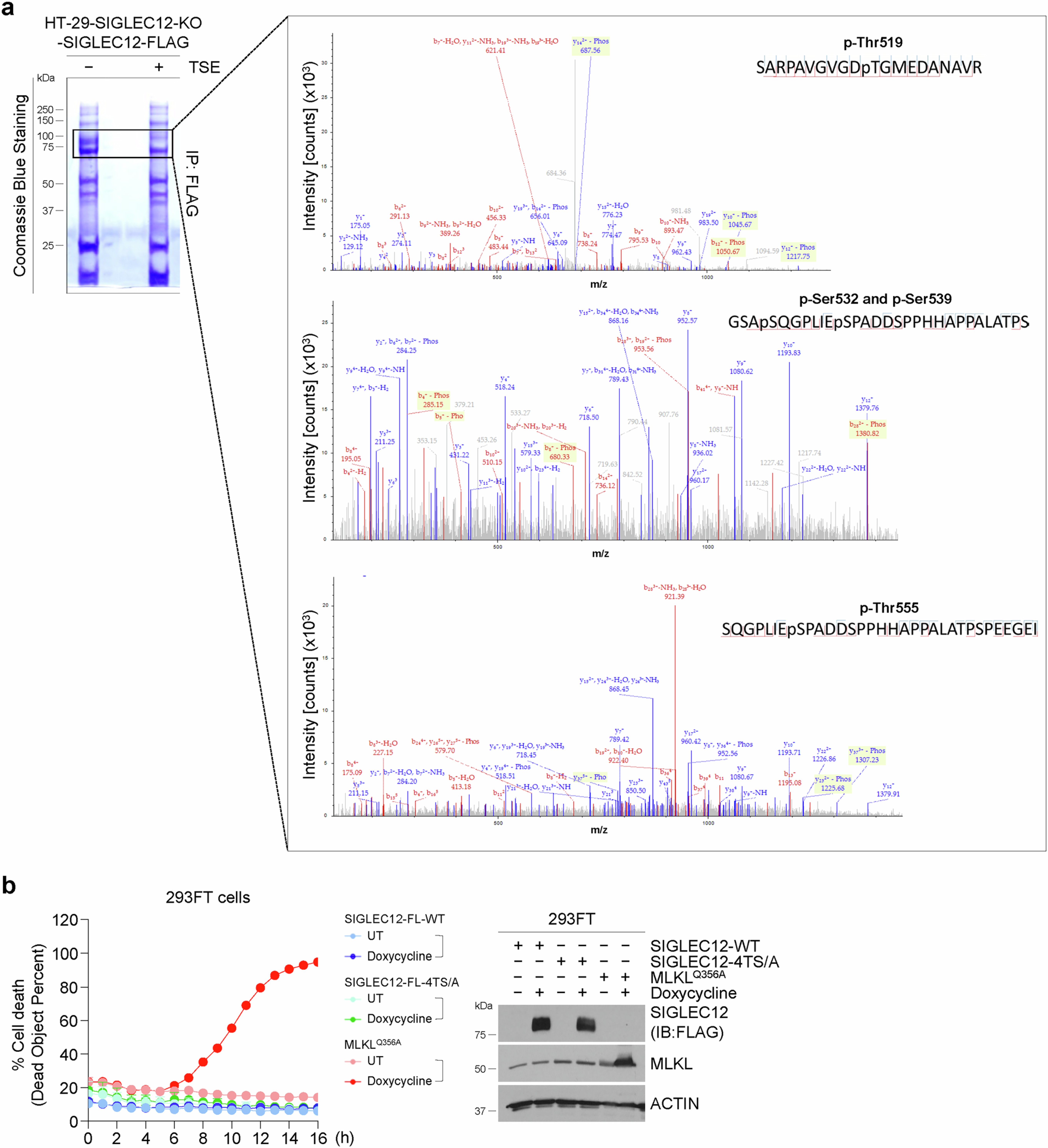 Extended Data Fig. 7: Mass spectrometry-based analysis of SIGLEC12 phosphorylation during necroptosis and its effect of SIGLEC12-mediated PMR.