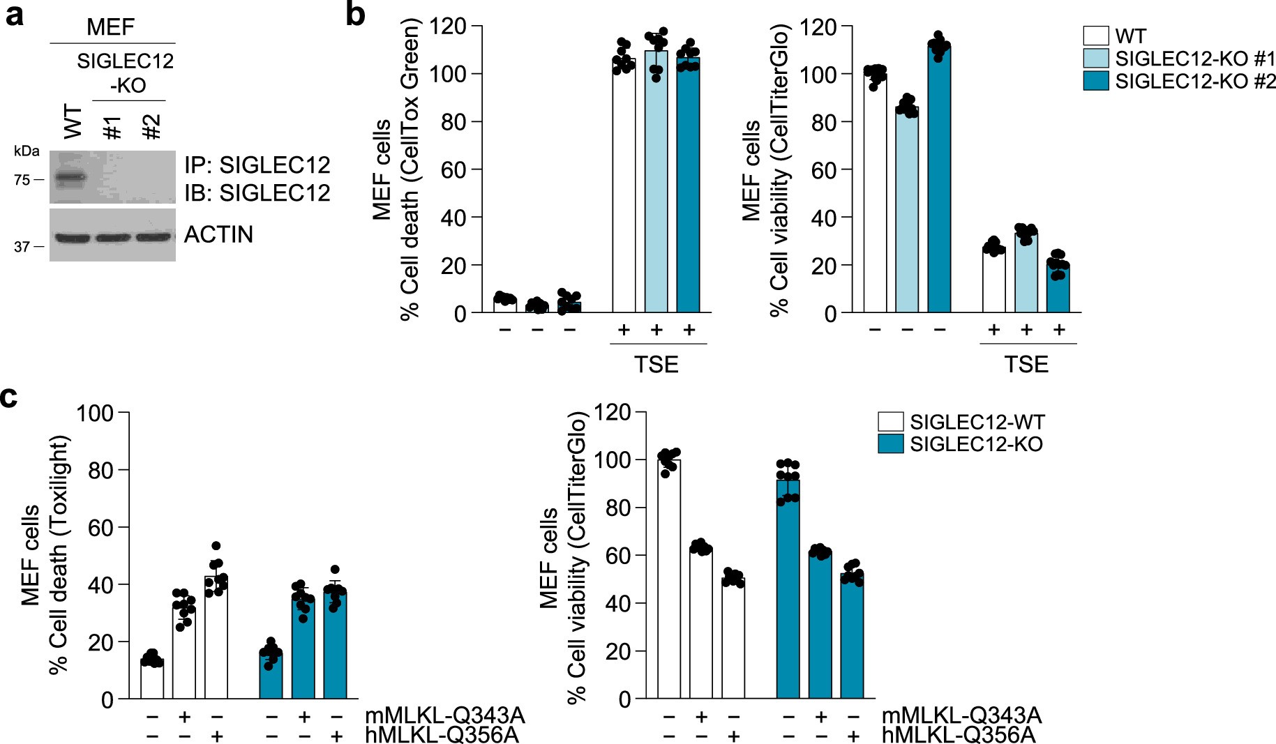 Extended Data Fig. 8: Comparison of human and mouse constitutively active MLKL mutants for their requirements for SIGLEC12 to induce PMR.
