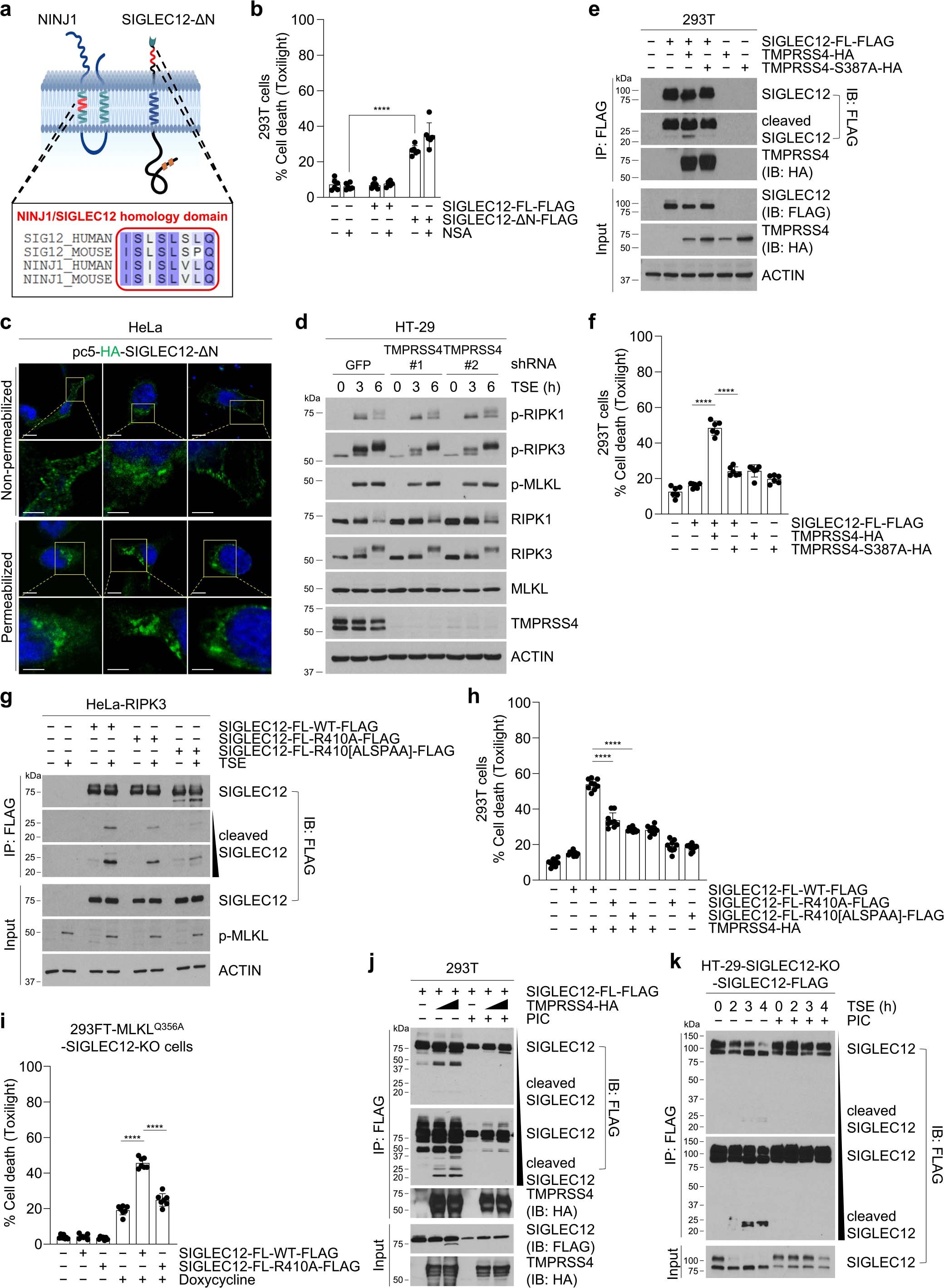Extended Data Fig. 9: SIGLEC12 is cleaved by TMPRSS4 to induce plasma membrane rupture during necroptosis.