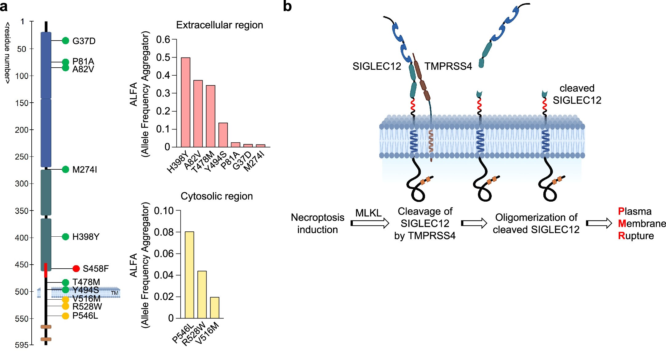 Extended Data Fig. 10: SIGLEC12 mutations and the proposed model of TMPRSS4-mediated SIGLEC12 activation during necroptosis.