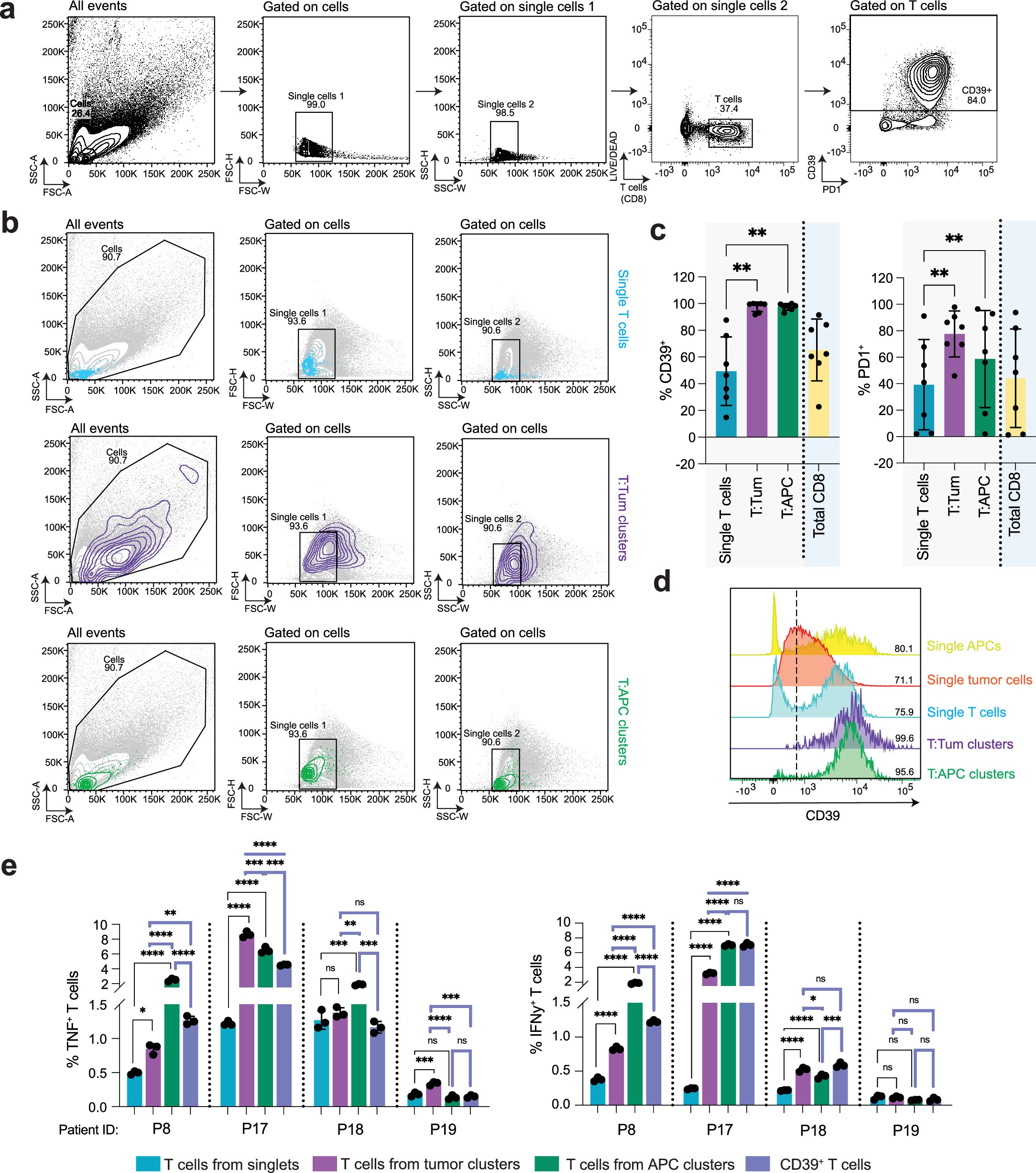 Extended Data Fig. 9: Heterotypic CD8+ T cell clusters are a distinct population compared to single CD8+CD39+ T cells.