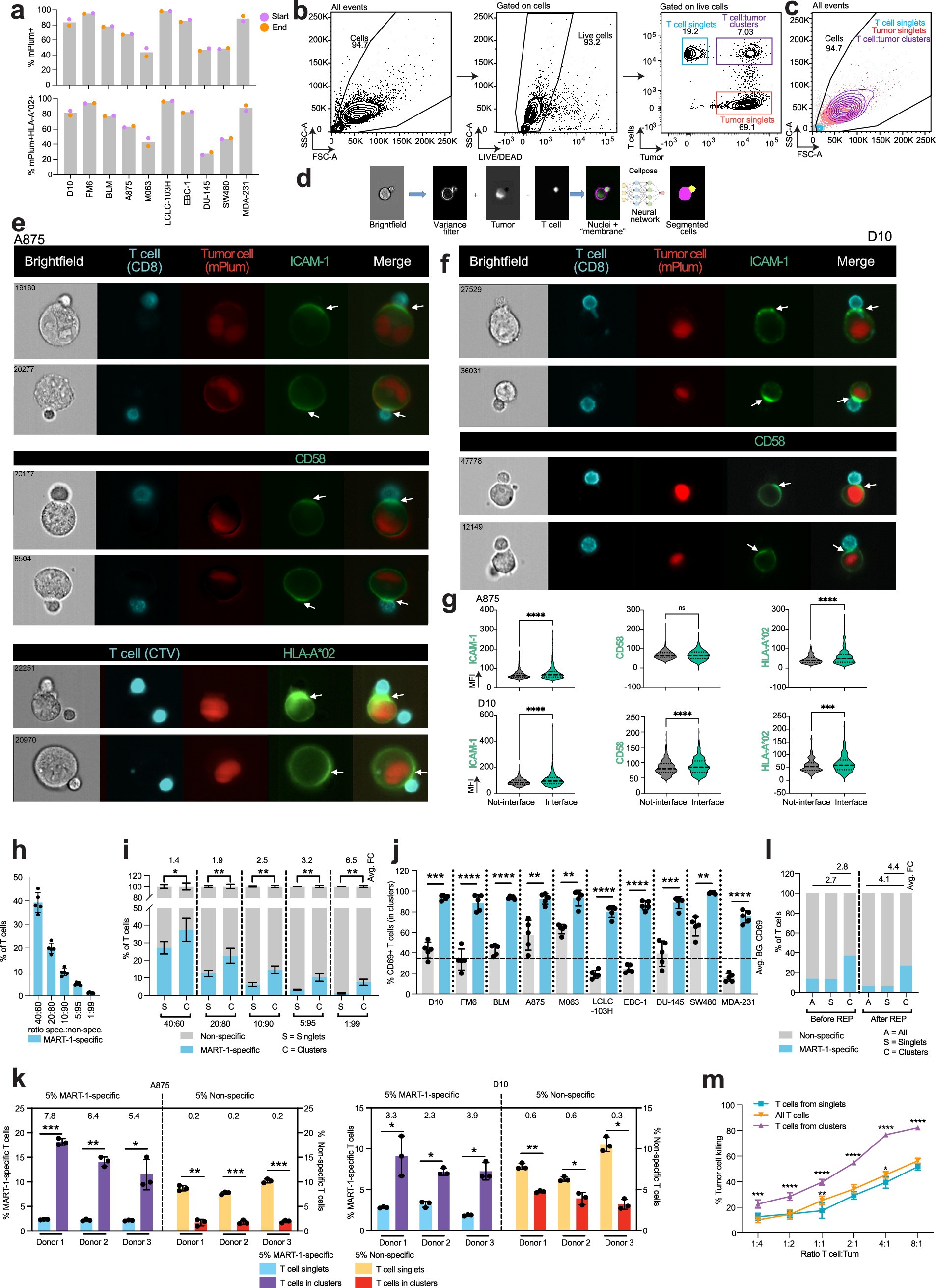 Extended Data Fig. 1: Antigen-specific T cell competitiveness.