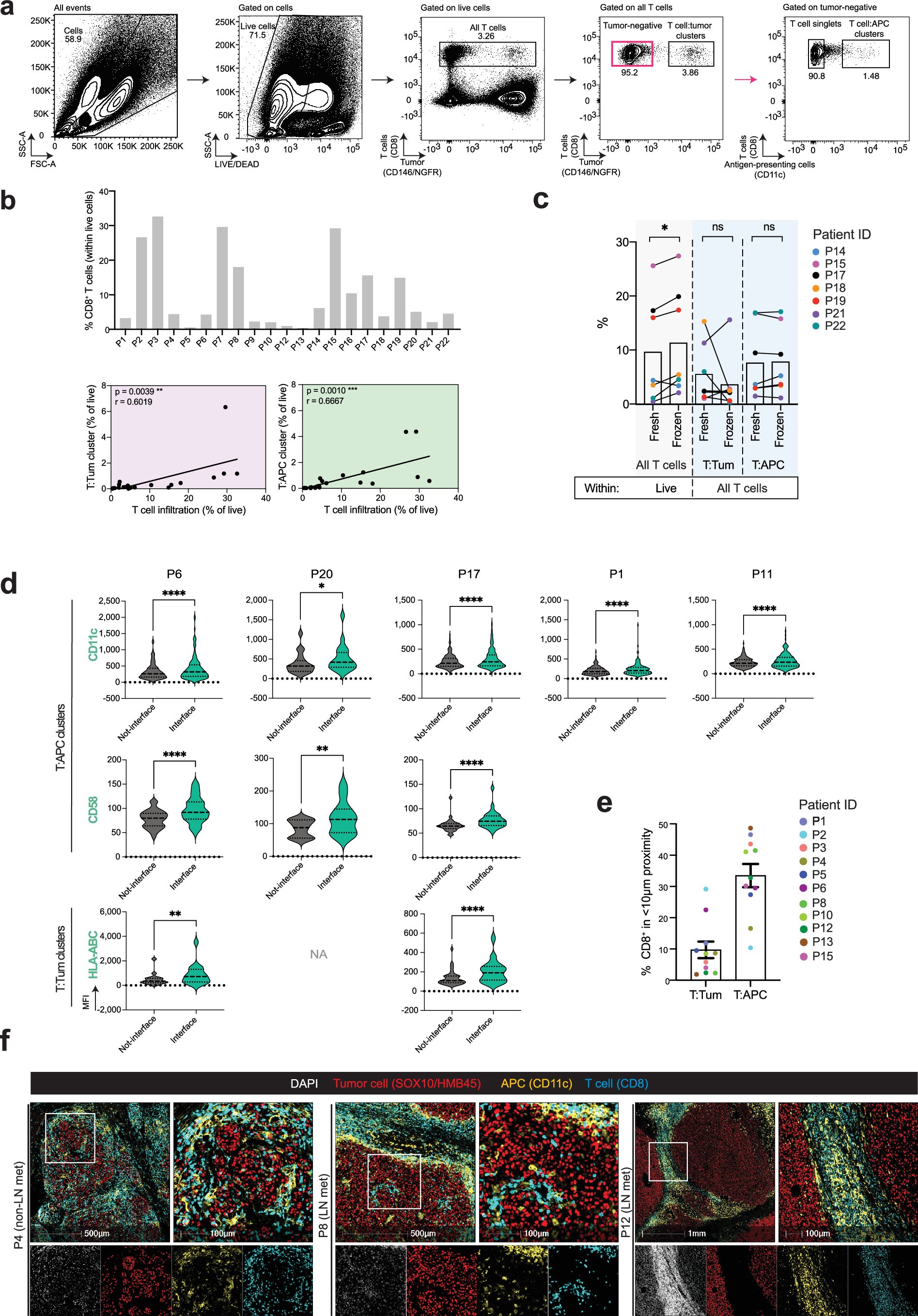 Extended Data Fig. 2: Clinical heterotypic CD8+ T cell clusters.