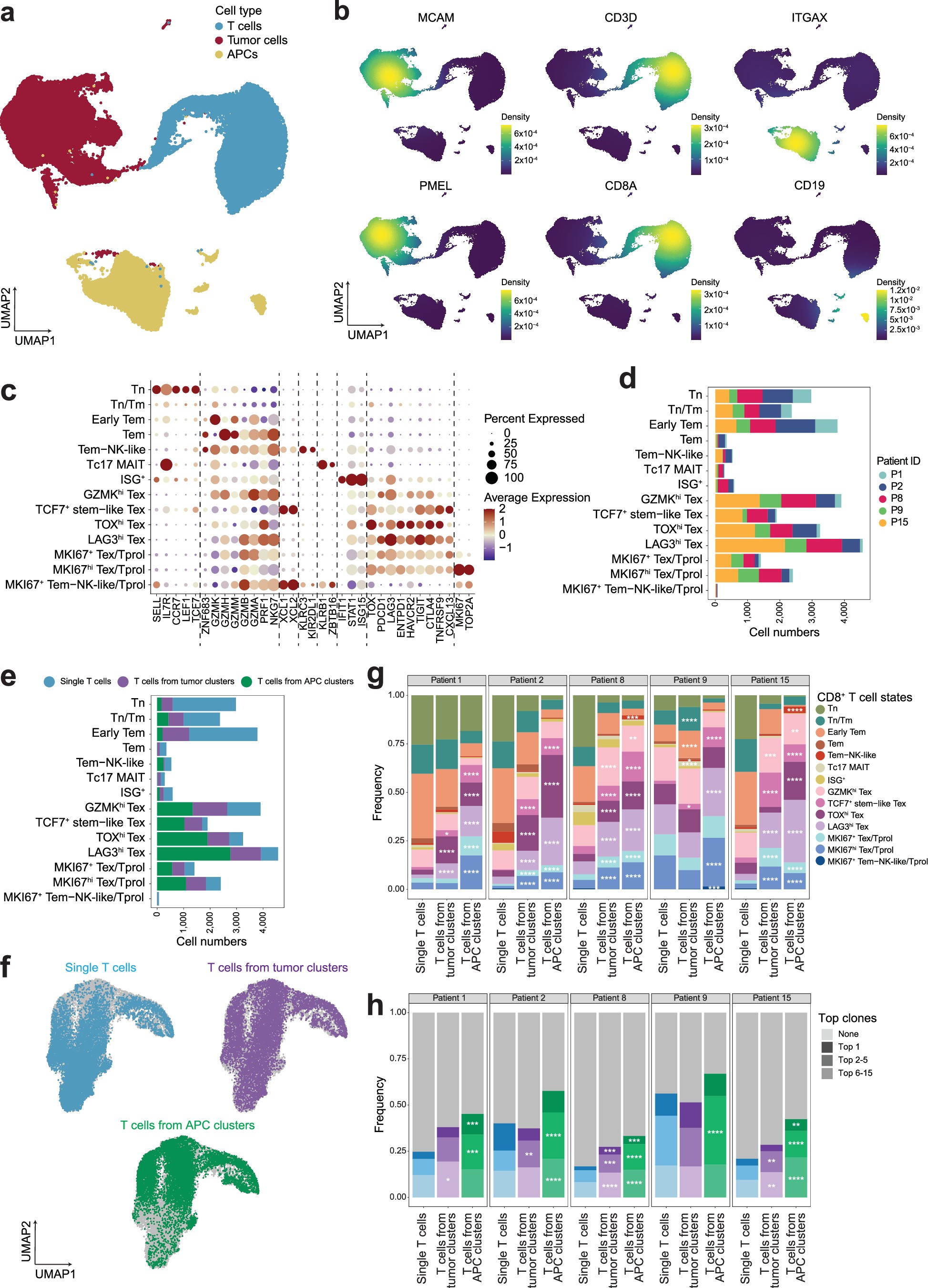 Extended Data Fig. 3: CD8+ T cell states and TCR clonality in melanoma clinical samples.