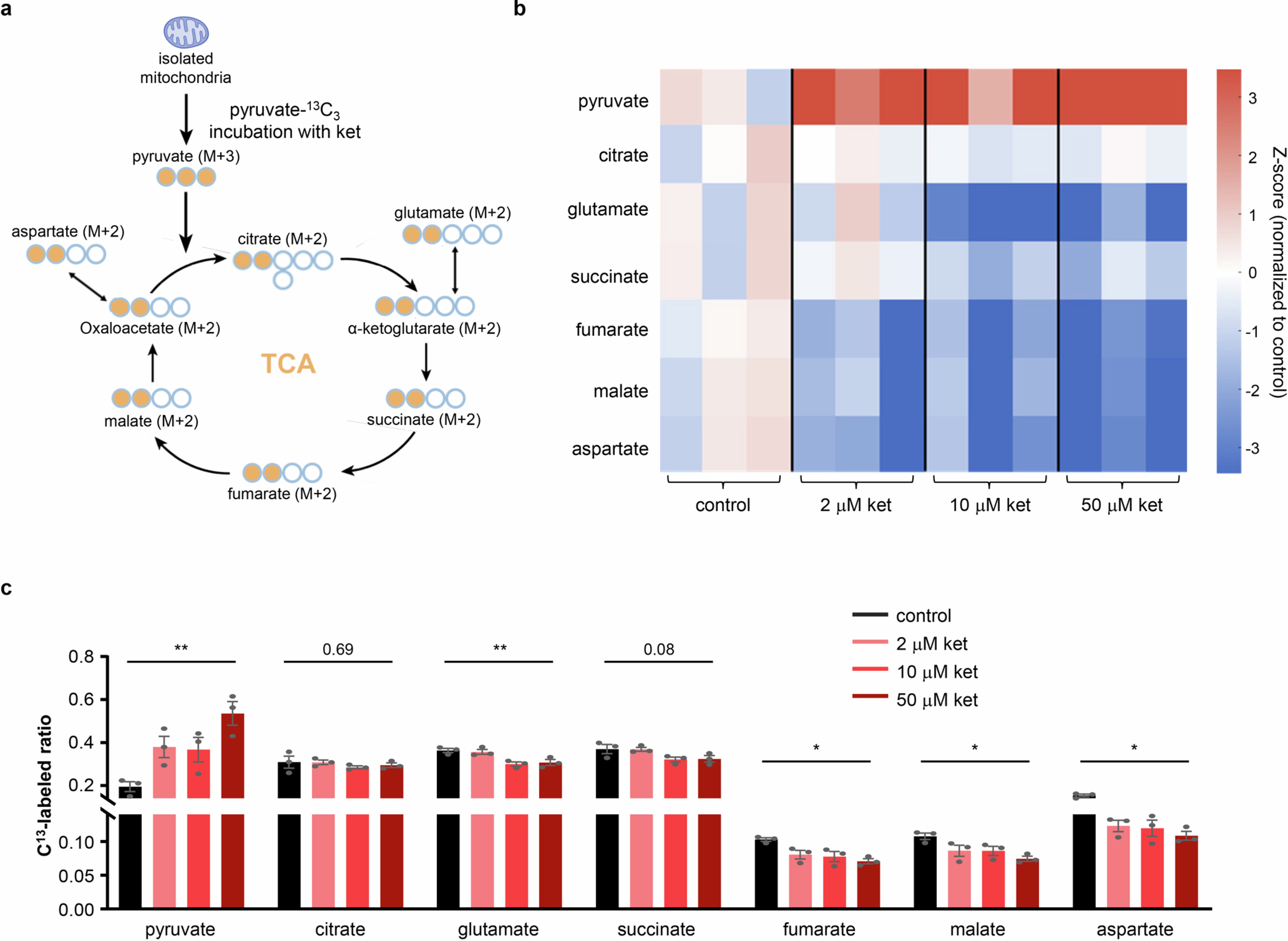 Extended Data Fig. 7: Ketamine directly modulates mitochondrial TCA cycle flux.
