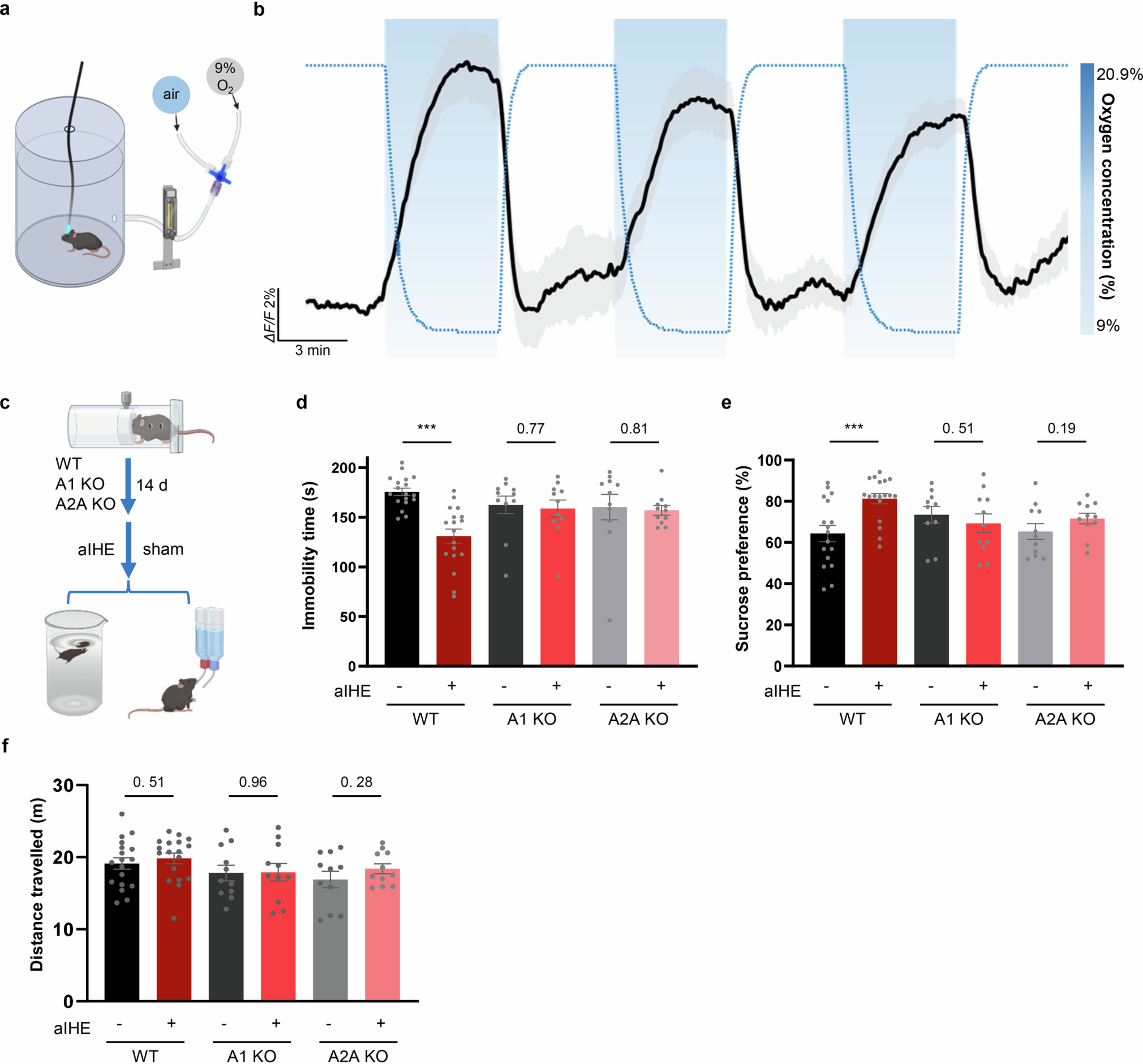 Extended Data Fig. 10: Acute intermittent hypoxia (aIH) alleviates depressive-like phenotypes through adenosine signaling.