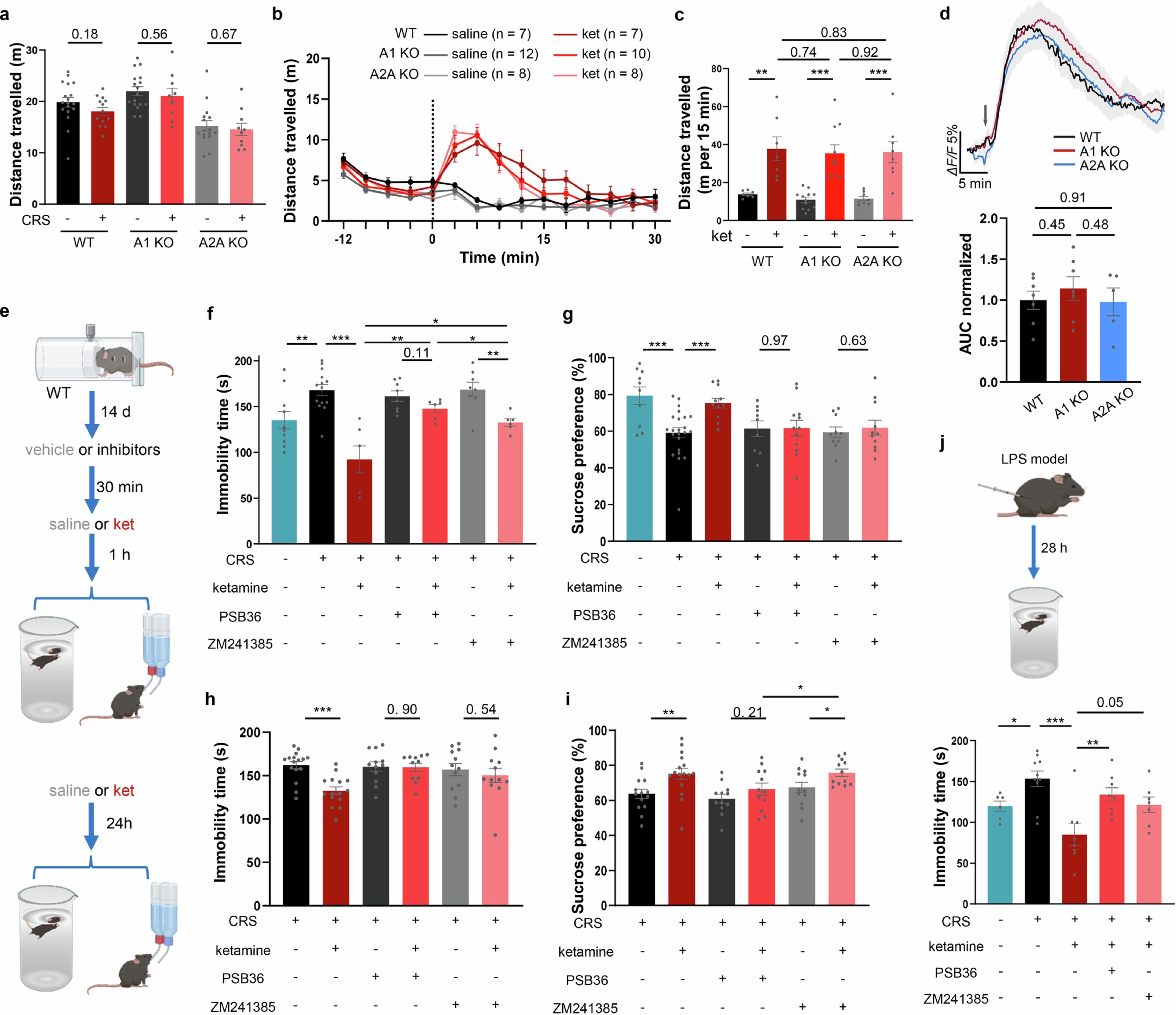 Extended Data Fig. 3: Adenosine receptor activity is critical for ketamine’s antidepressant effects without altering locomotion or adenosine release.