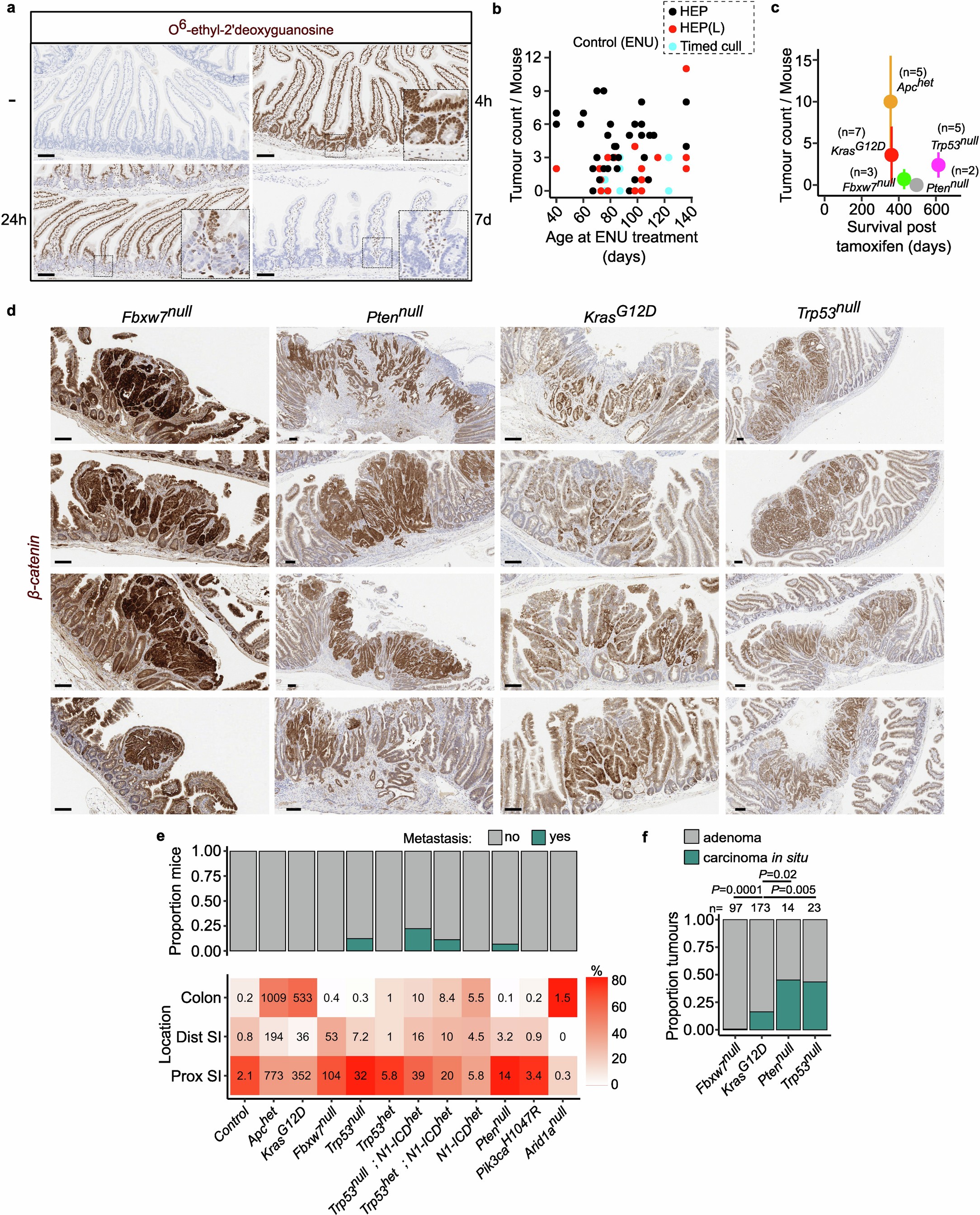 Extended Data Fig. 2: Profiling of intestinal epithelium following ENU treatment.