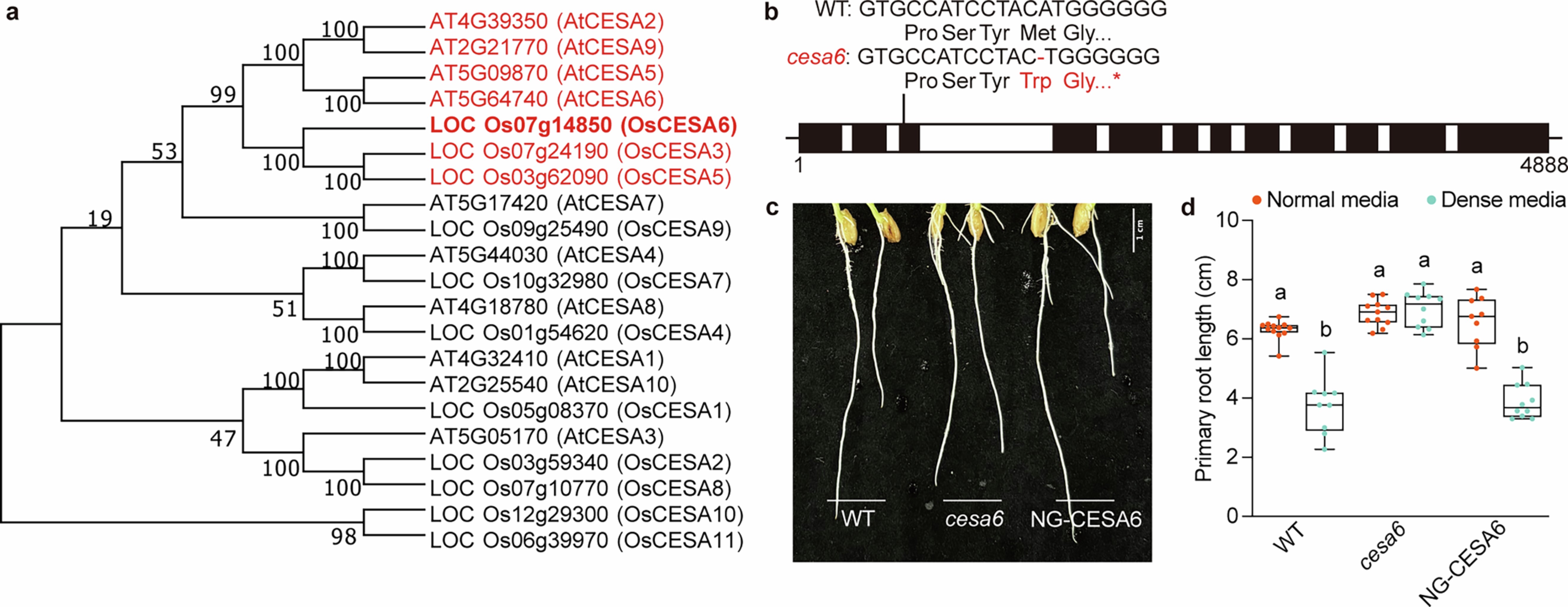 Extended Data Fig. 2: Root penetration phenotype of cesa6 mutants in agar media.