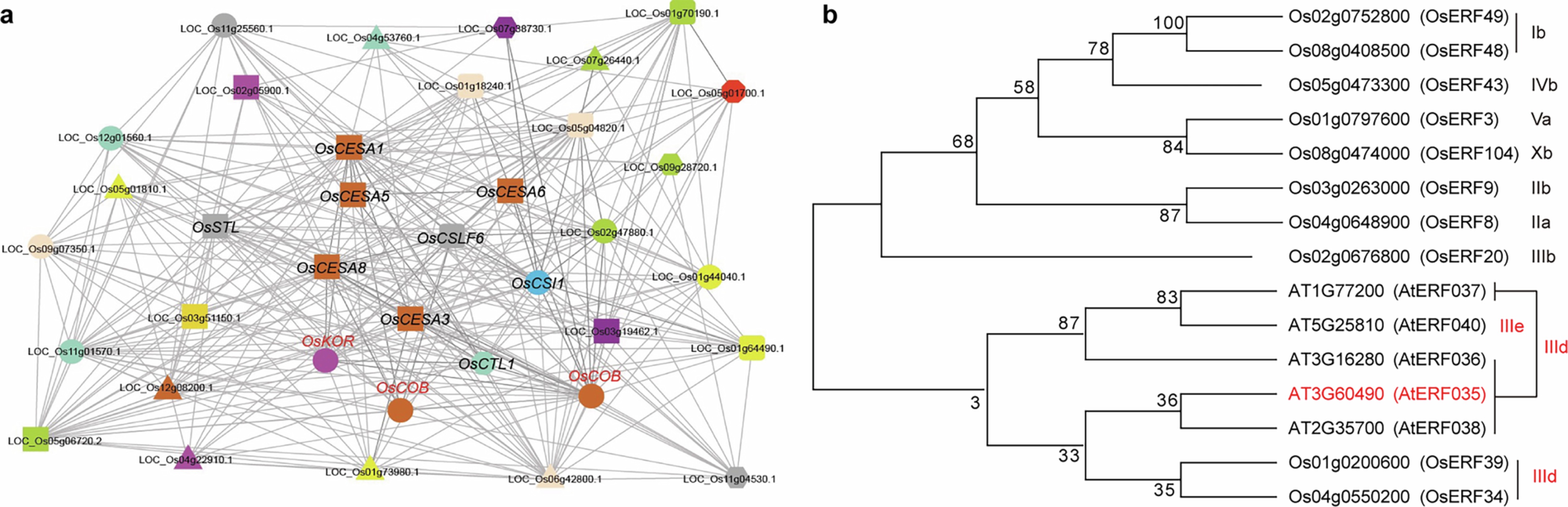 Extended Data Fig. 3: Co-expression network of rice CESA genes and ERF transcription factor phylogeny.