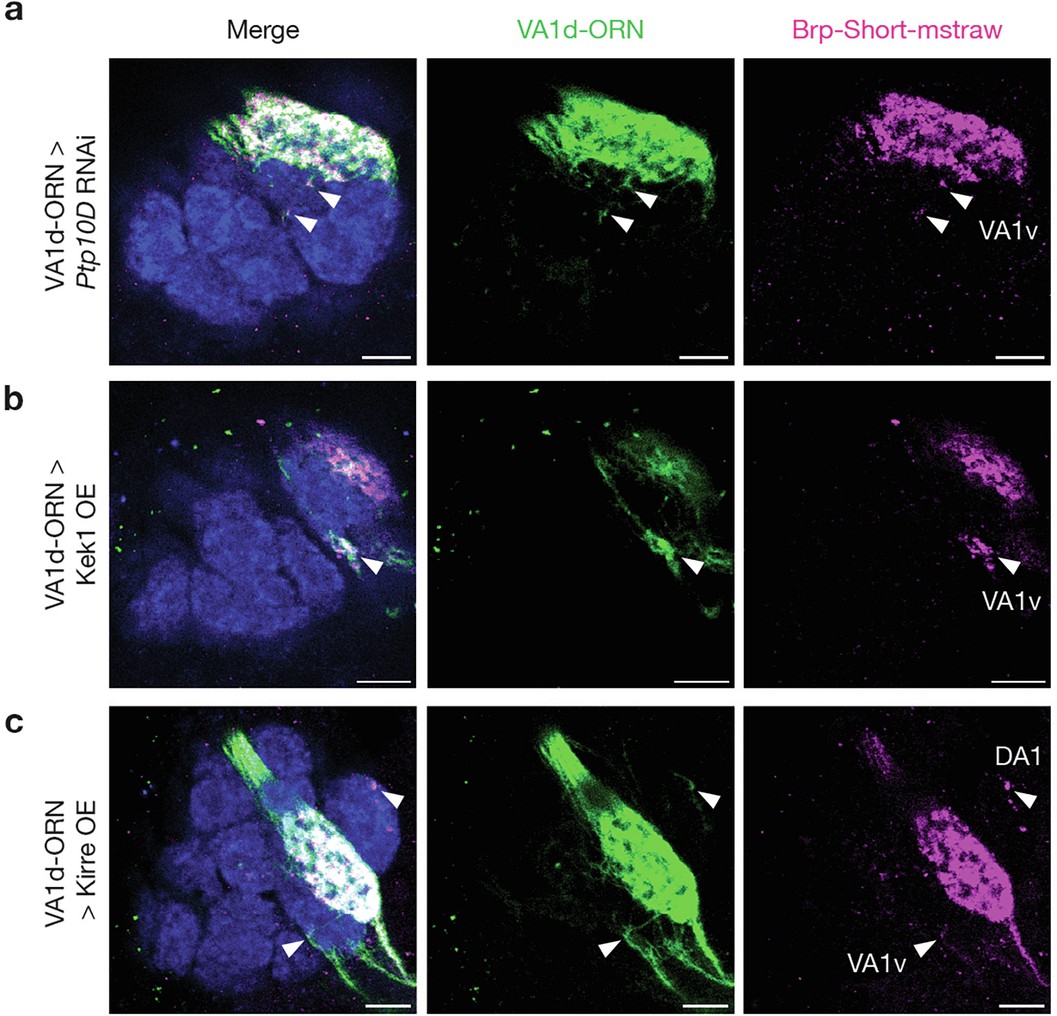 Extended Data Fig. 7: Mistargeted VA1d-ORN axons in neighboring glomeruli are enriched for a presynaptic terminal protein.