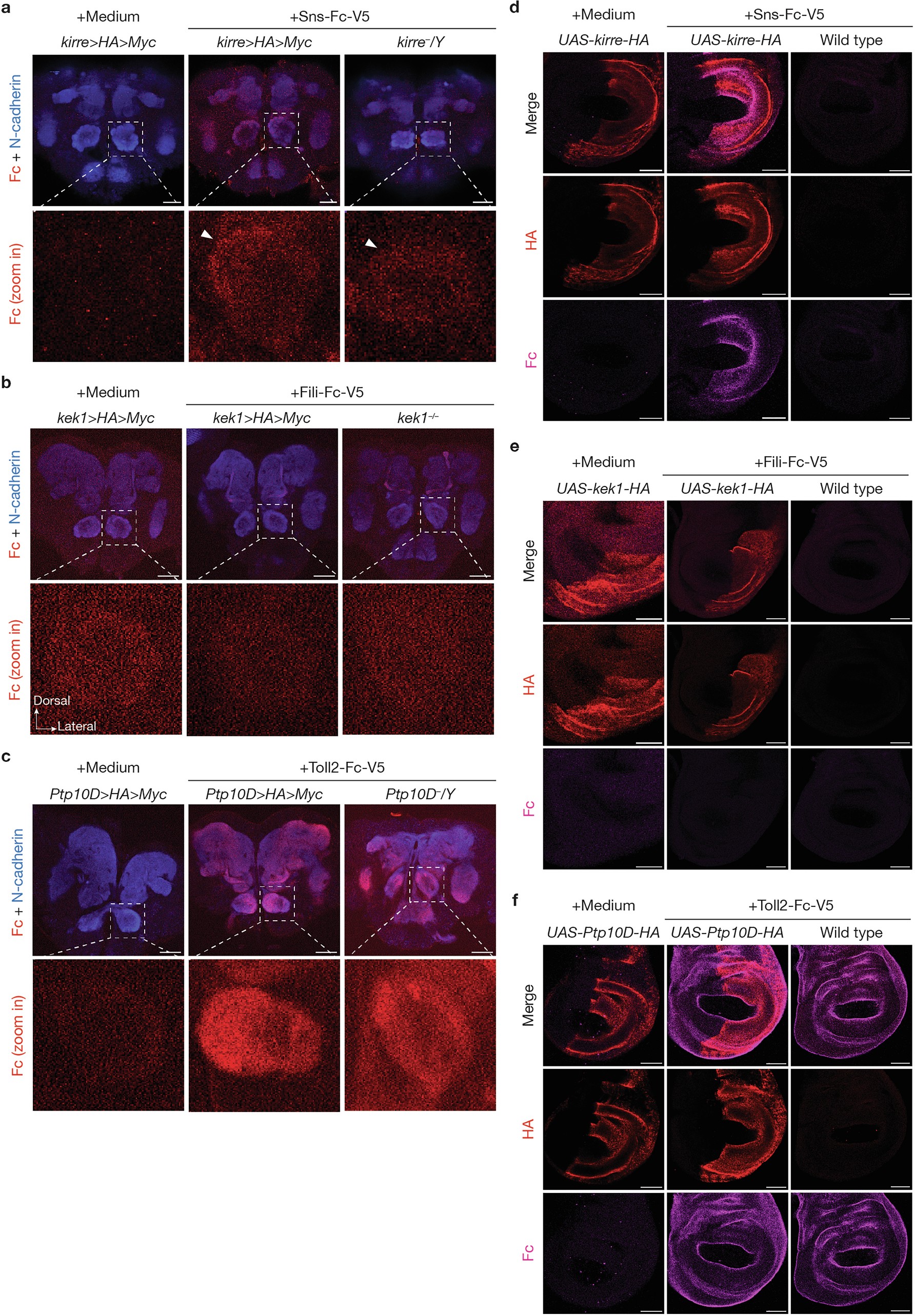 Extended Data Fig. 9: Live tissue staining assays to test direct binding between CSP pairs.