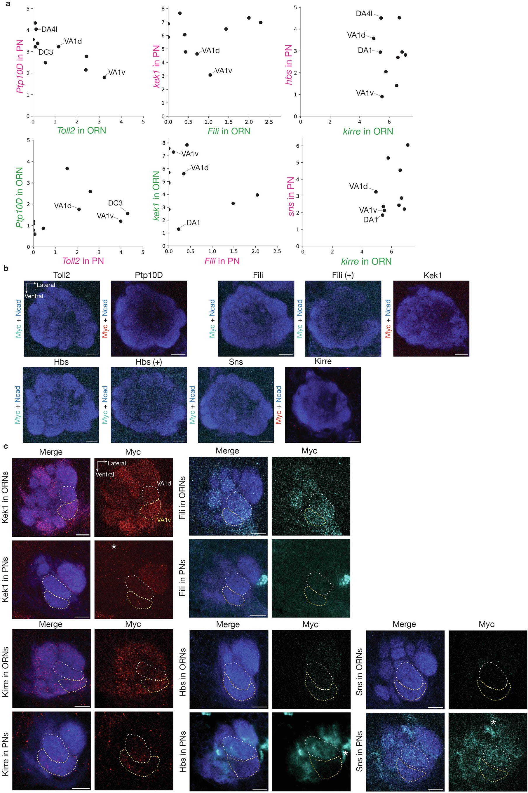 Extended Data Fig. 2: Cell-type-specific expression levels of all CSP pairs across the antennal lobe.