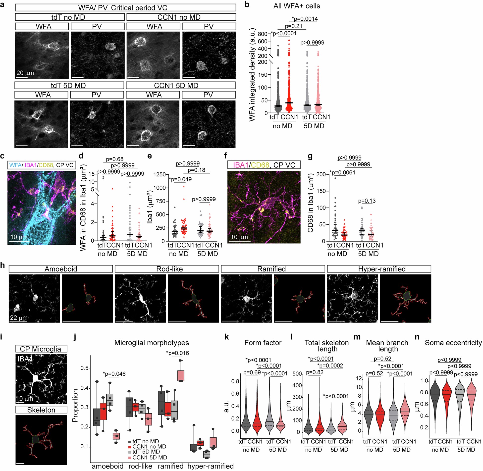 Extended Data Fig. 6: Astrocyte CCN1 regulates microglial reactivity.
