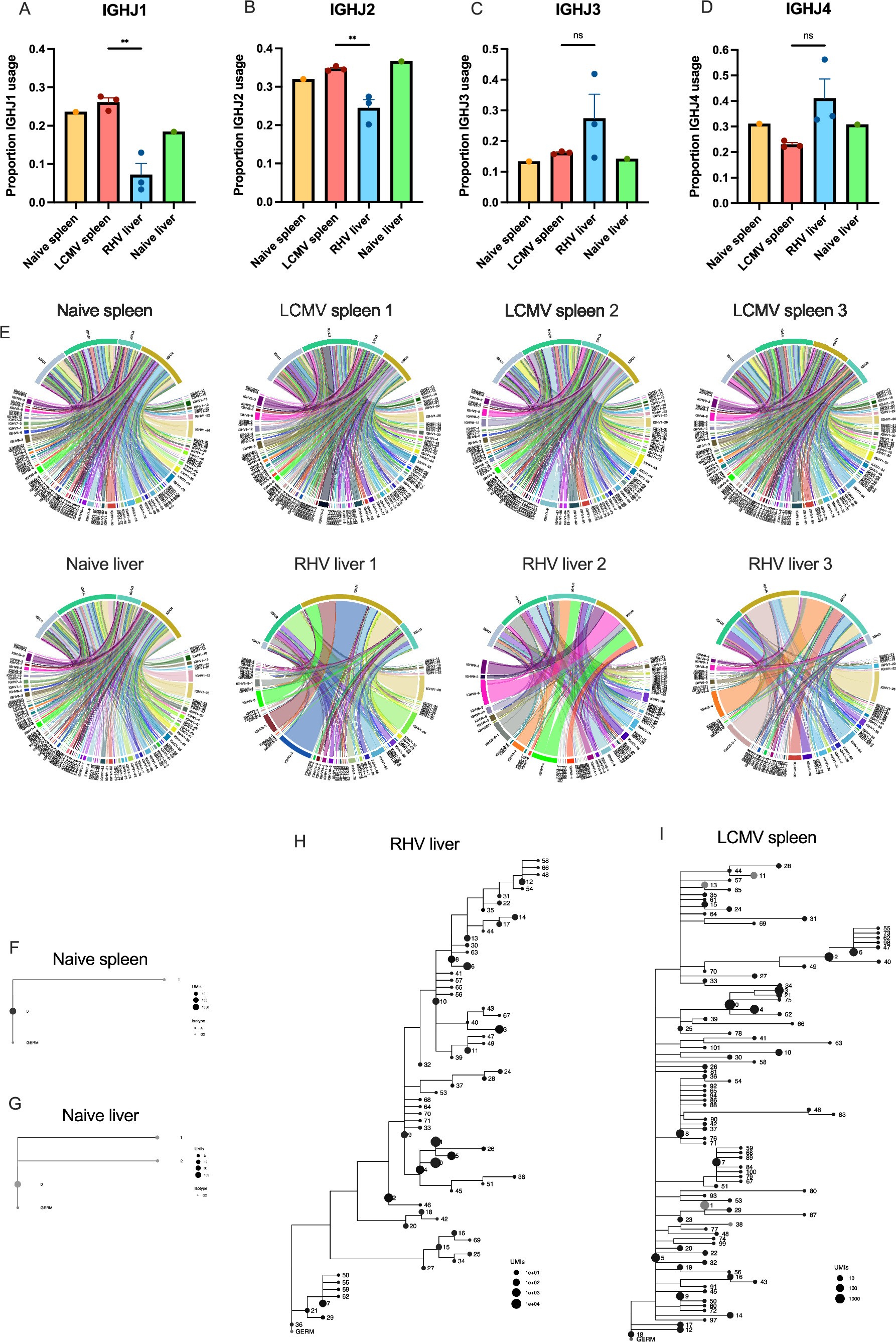 Extended Data Fig. 9: Strictly hepatotropic viral infection induces iHALT with oligoclonal expansion and comparable levels of SHM compared to the spleen during systemic infection.