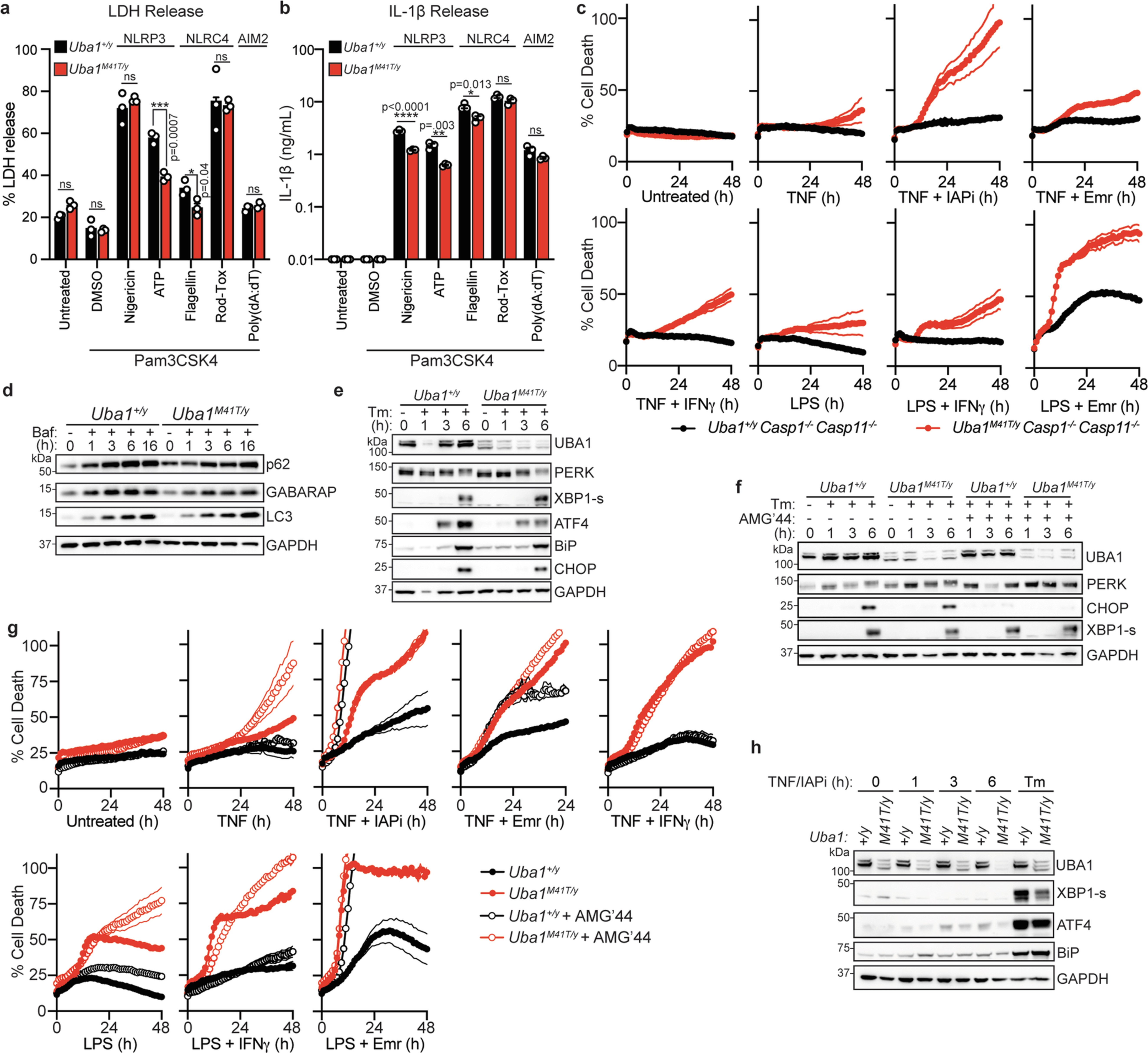 Extended Data Fig. 5: UPR and inflammasome signalling and inflammatory cell death of Uba1M41T/y BMDMs.