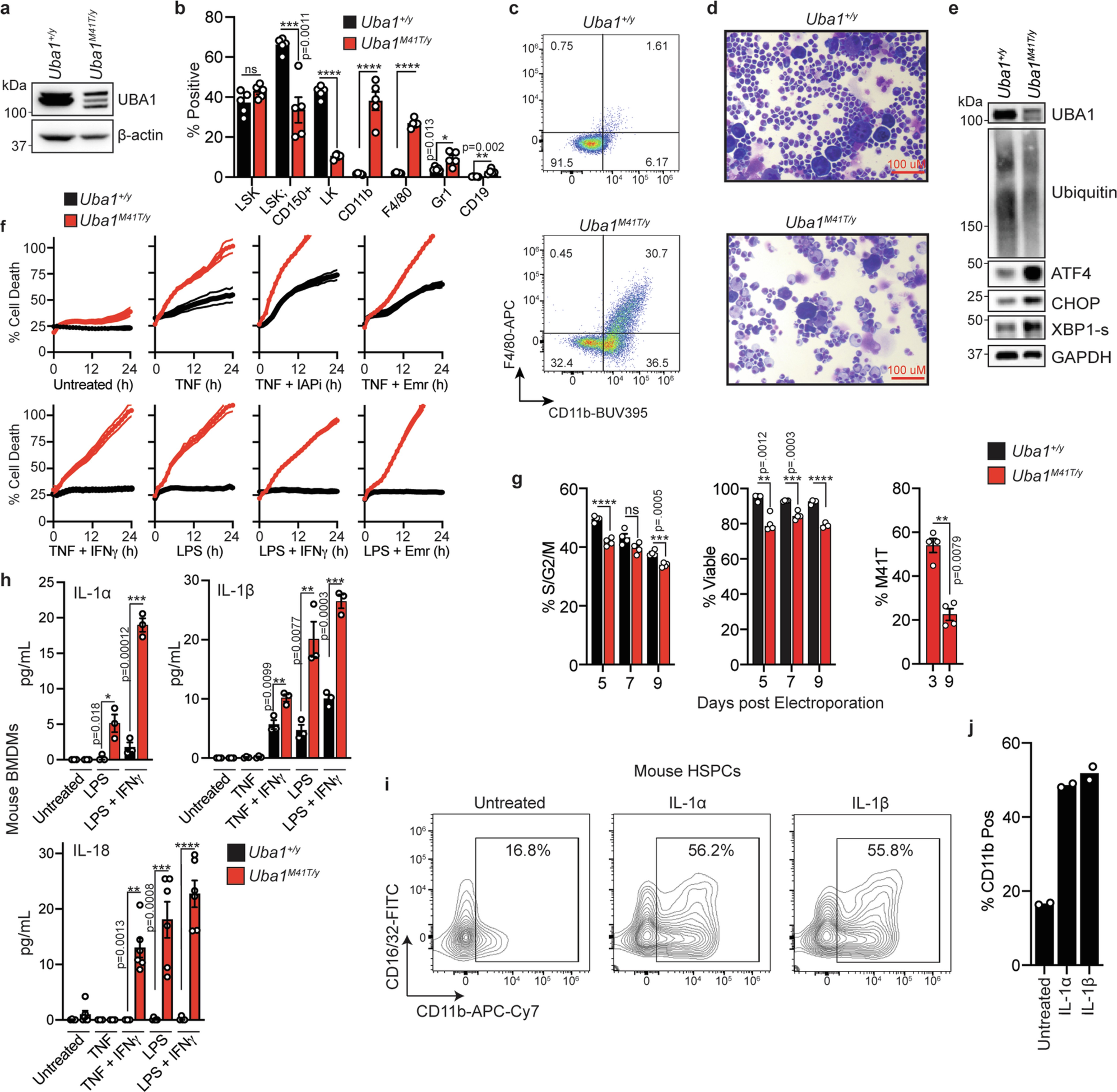 Extended Data Fig. 7: Effects of Uba1 mutation on HSPCs and DAMPs.