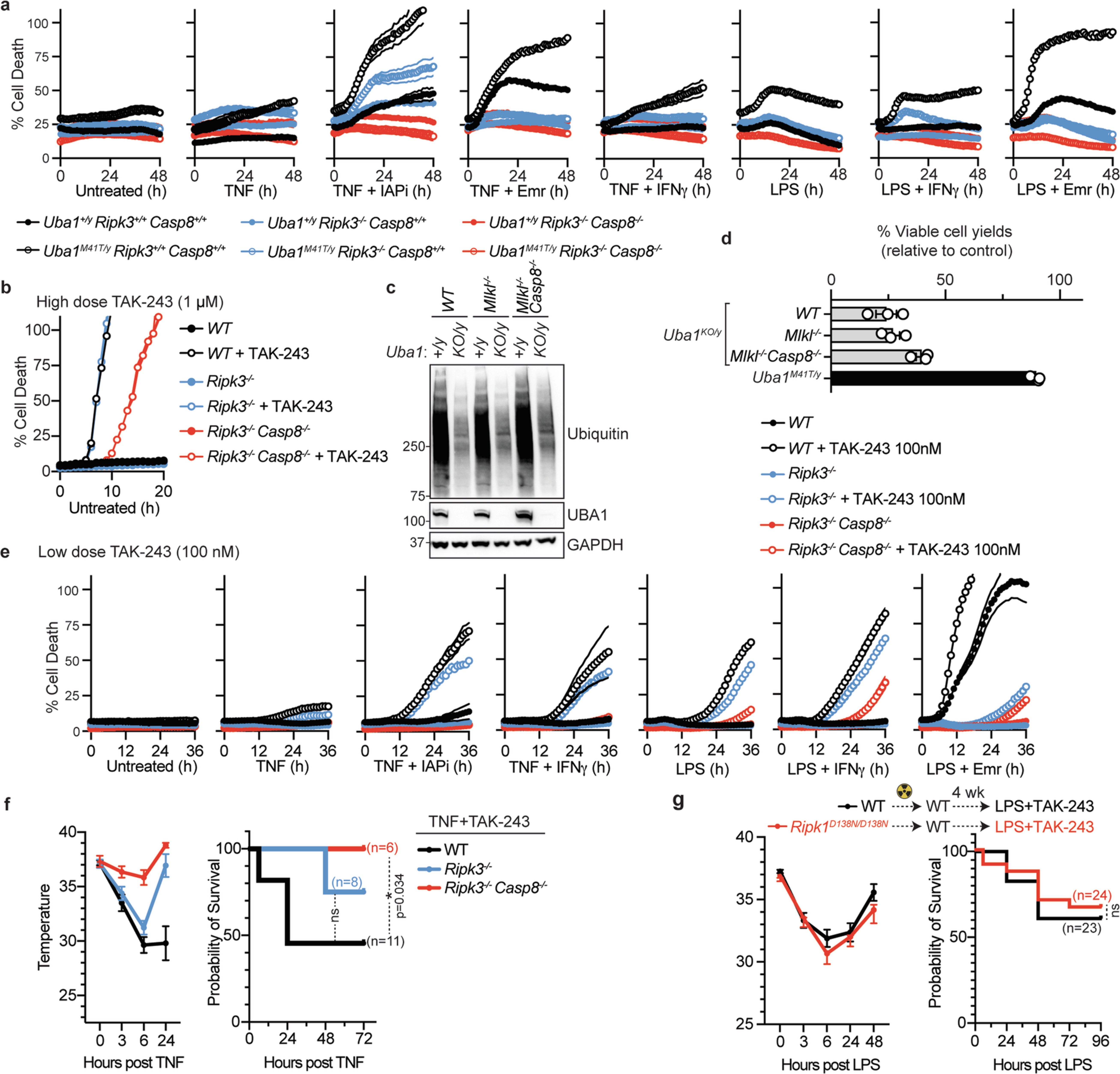 Extended Data Fig. 4: Uba1 M41T mutation or partial inhibition of UBA1 with low-dose TAK-243 causes RIPK3 and Caspase-8 dependent inflammatory cell death.