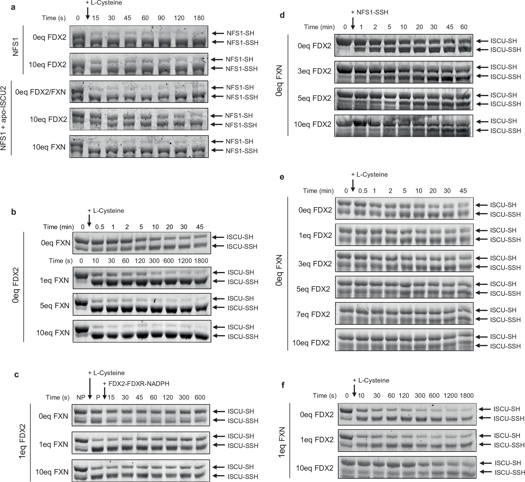 Extended Data Fig. 4: ARBS assays to monitor the effect of FXN and FDX2 on persulfide generation, transfer and reduction.