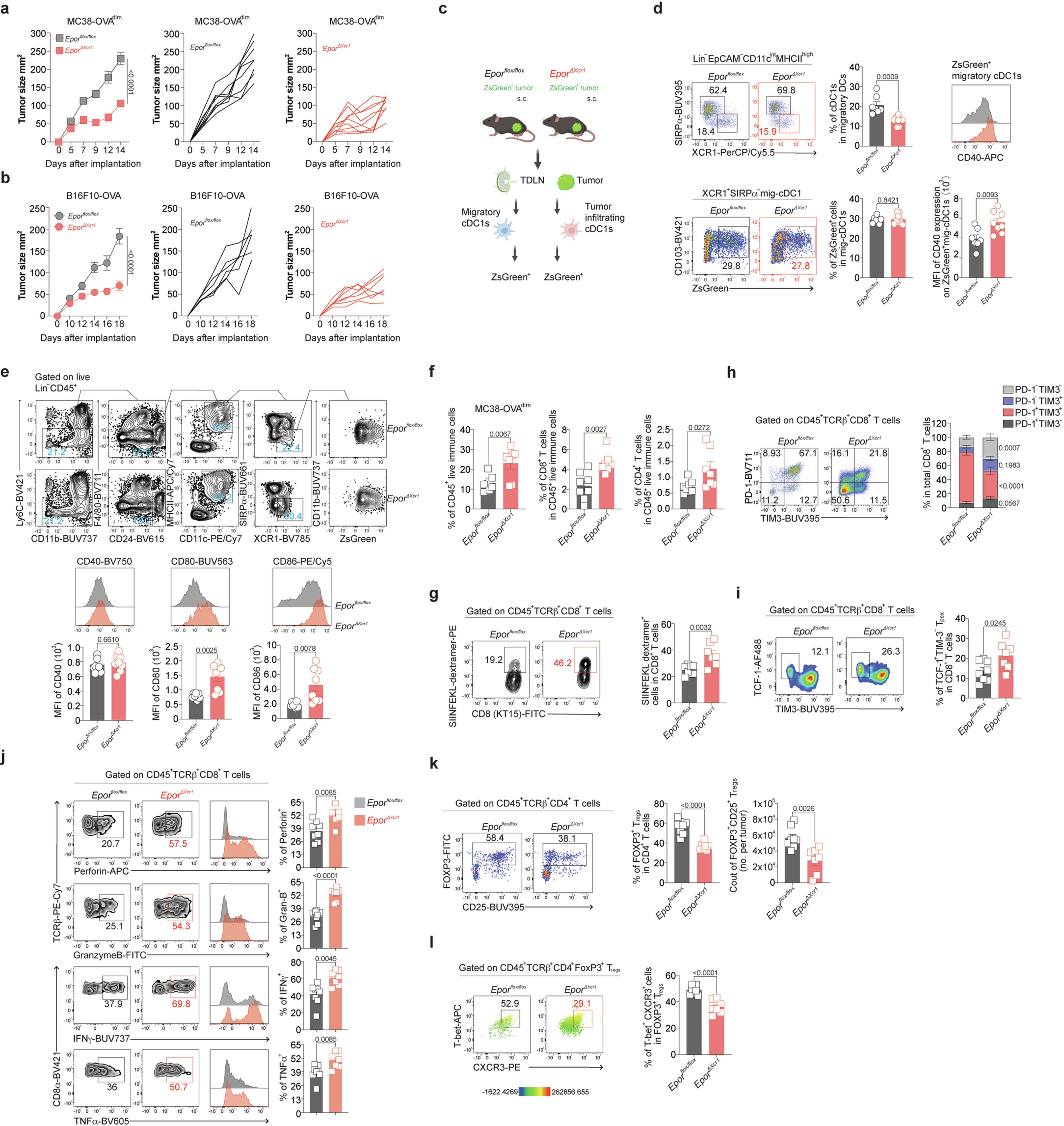 Extended Data Fig. 12: Loss of EPOR in cDC1s limits tumor growth and promotes immunogenic function of tumor Ag-carrying cDC1s in both TDLN and tumor.