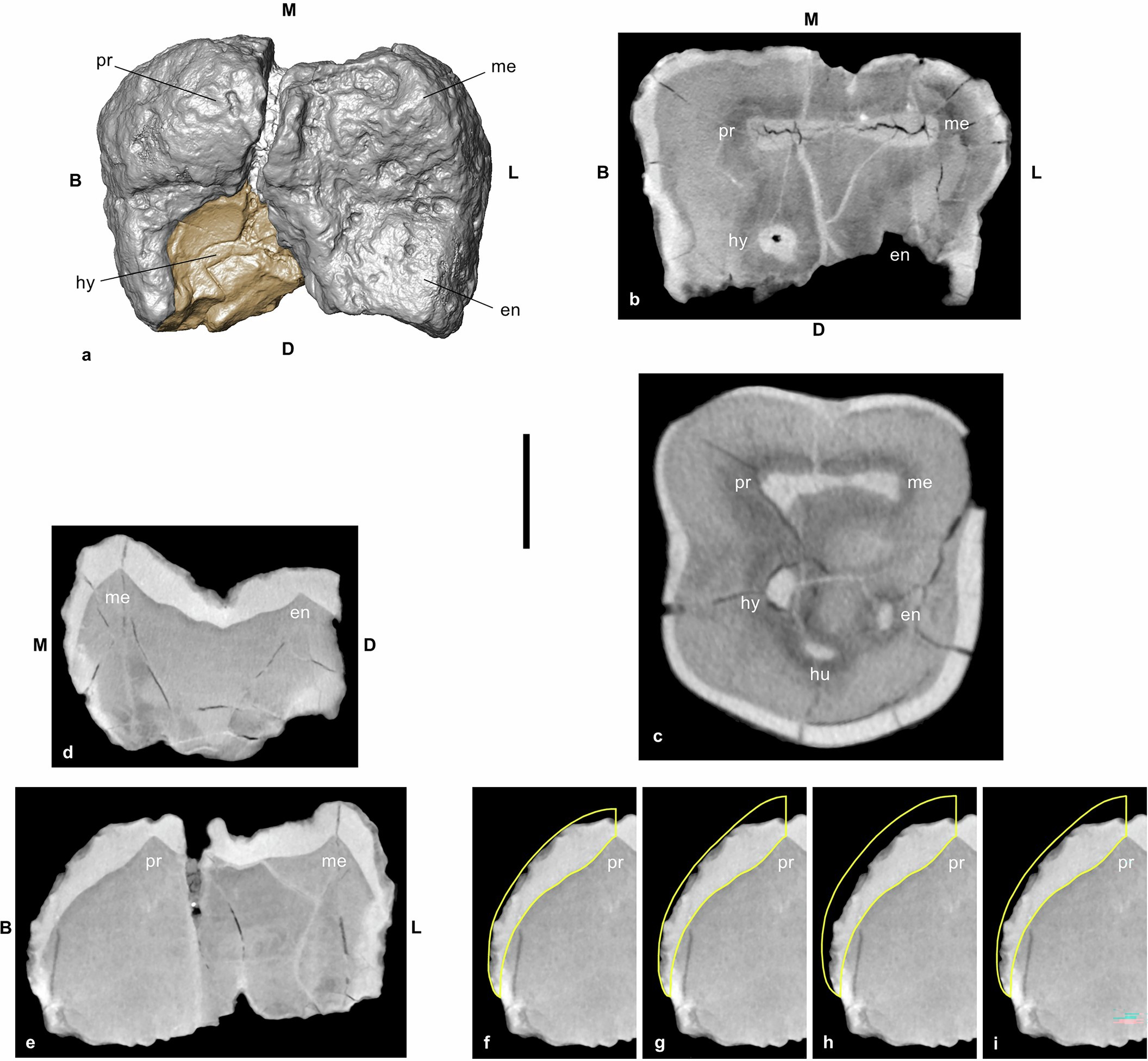 Extended Data Fig. 3: MLP-3000-1 lower left molar crown.