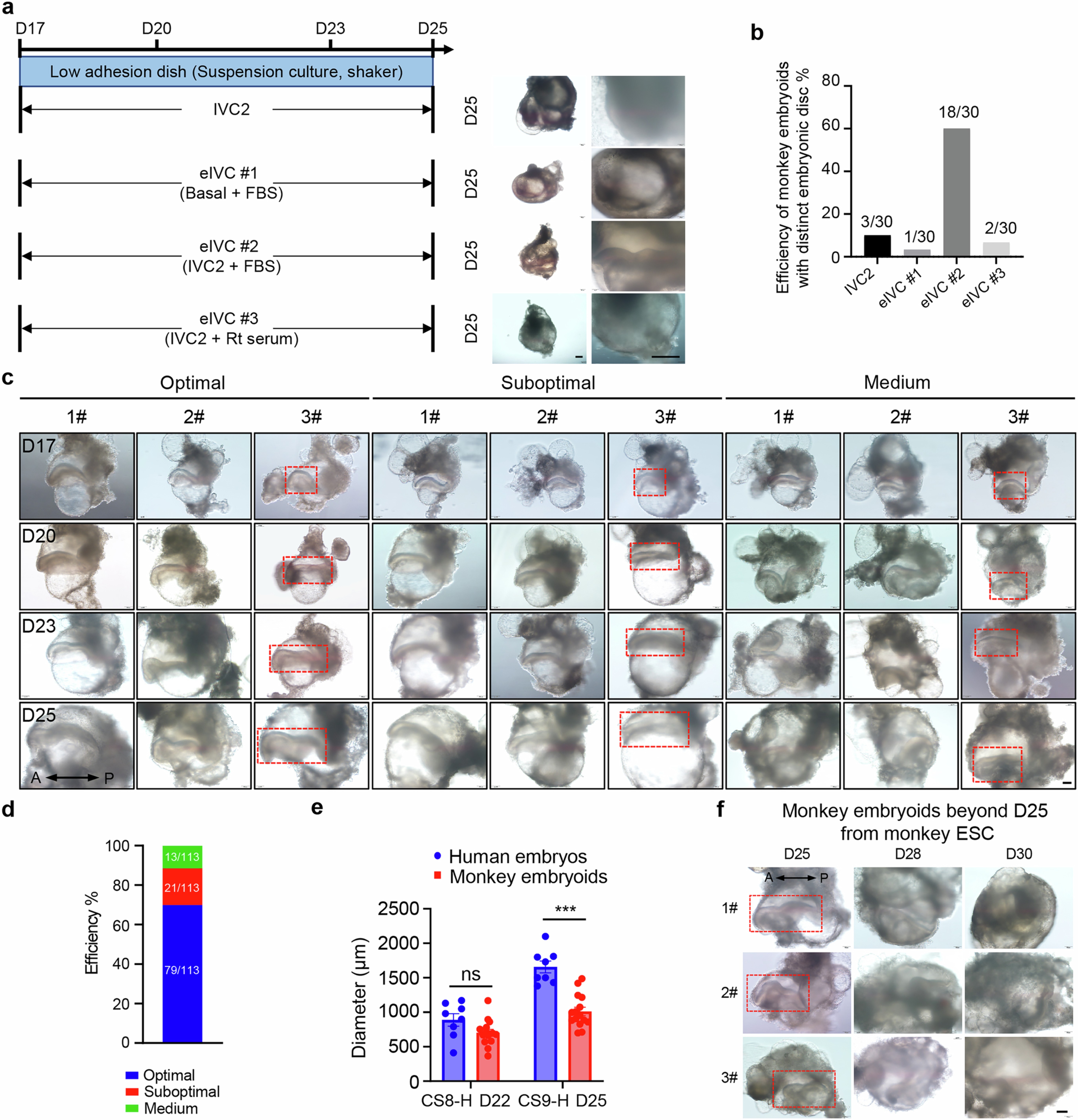 Extended Data Fig. 3: Optimization of 3D suspension in vitro culture condition and quality classification of monkey embryoids from D17 to D25.