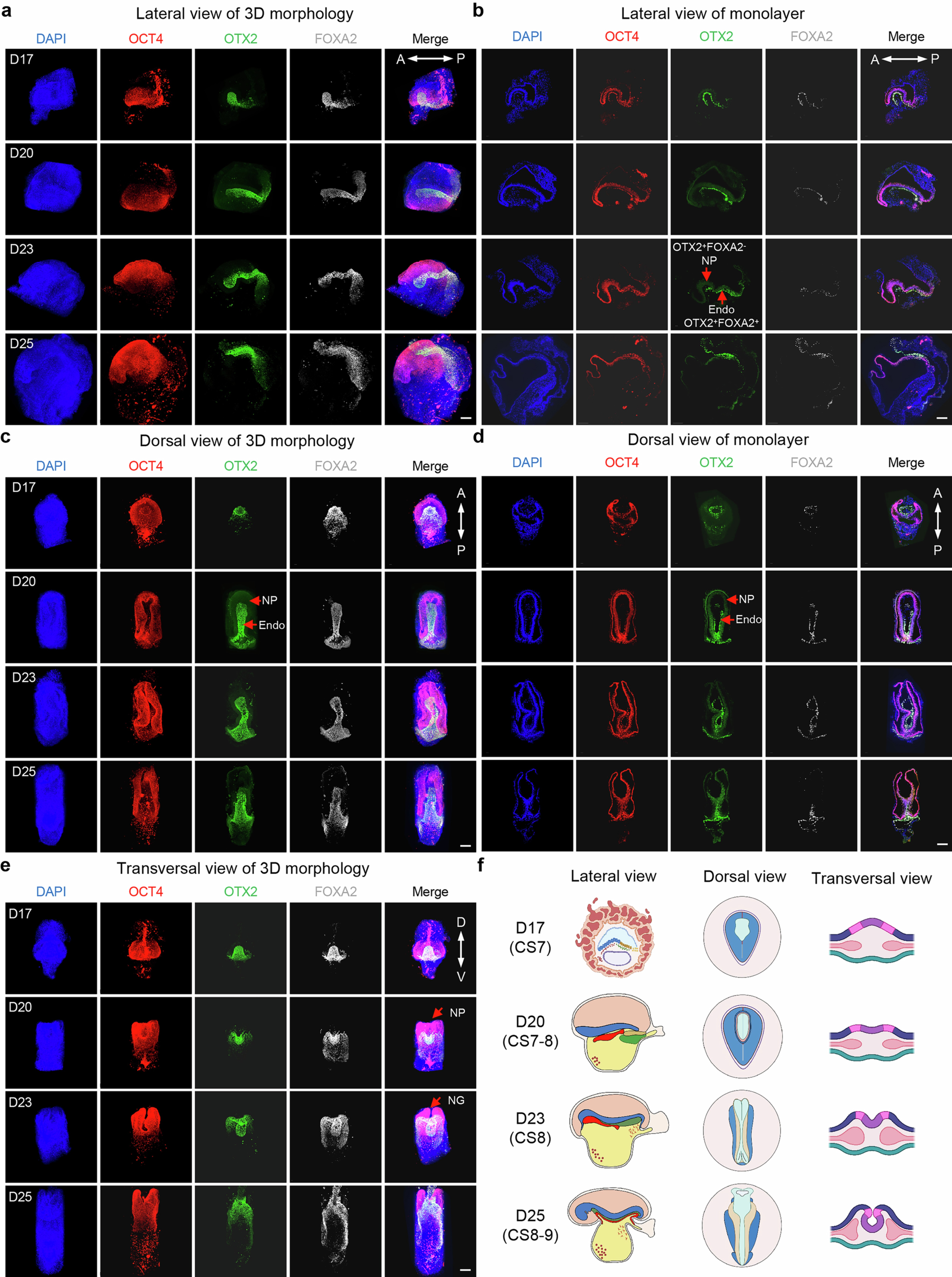 Extended Data Fig. 4: 3D analysis of monkey embryoids morphology.