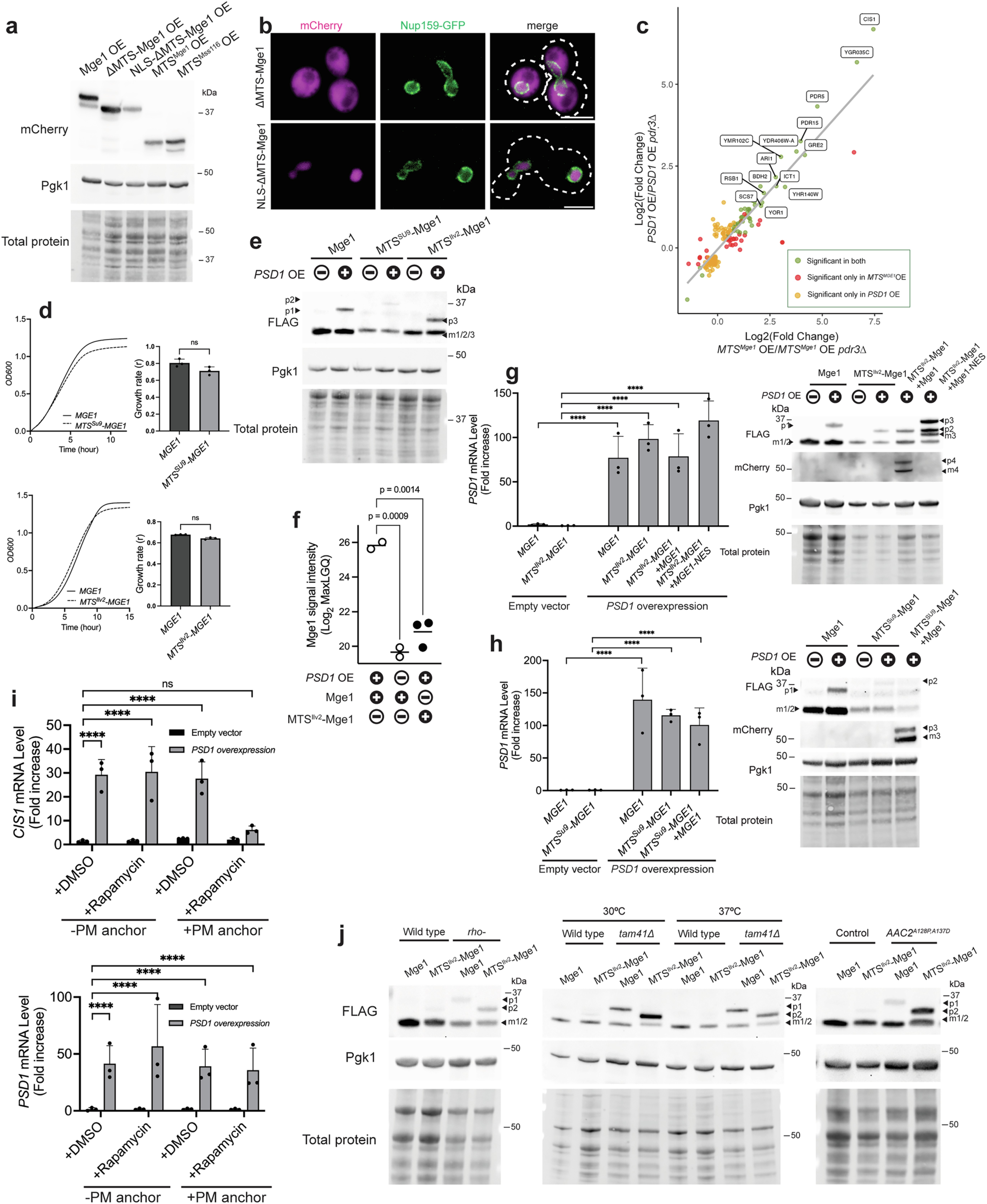 Extended Data Fig. 6: Mge1’s presequence is required for inducing the mitoCPR.