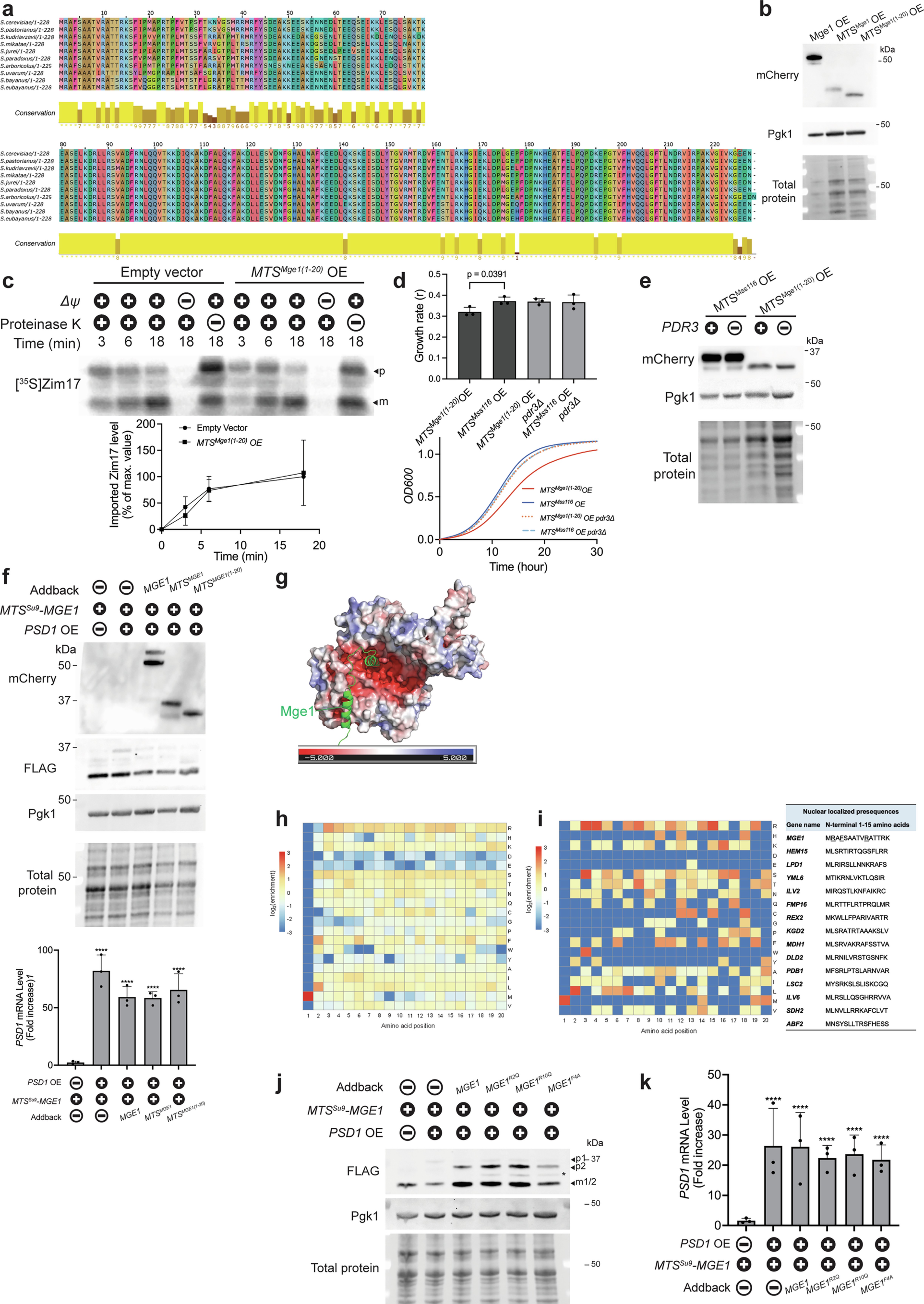 Extended Data Fig. 7: The N-terminus of Mge1 contains critical features for the activation of the mitoCPR.