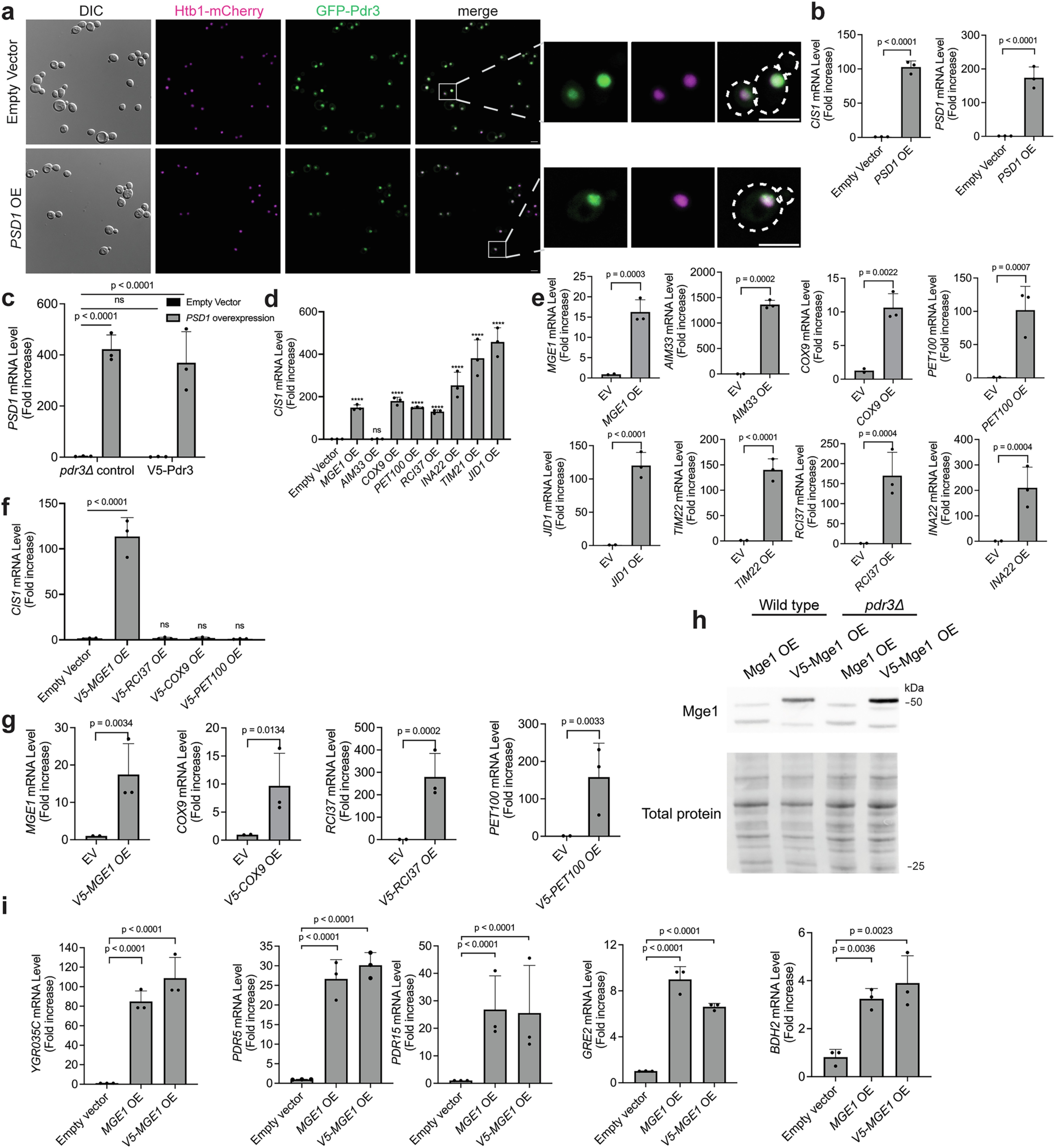 Extended Data Fig. 1: Overexpression of Mge1 leads to upregulation of mitoCPR target genes.