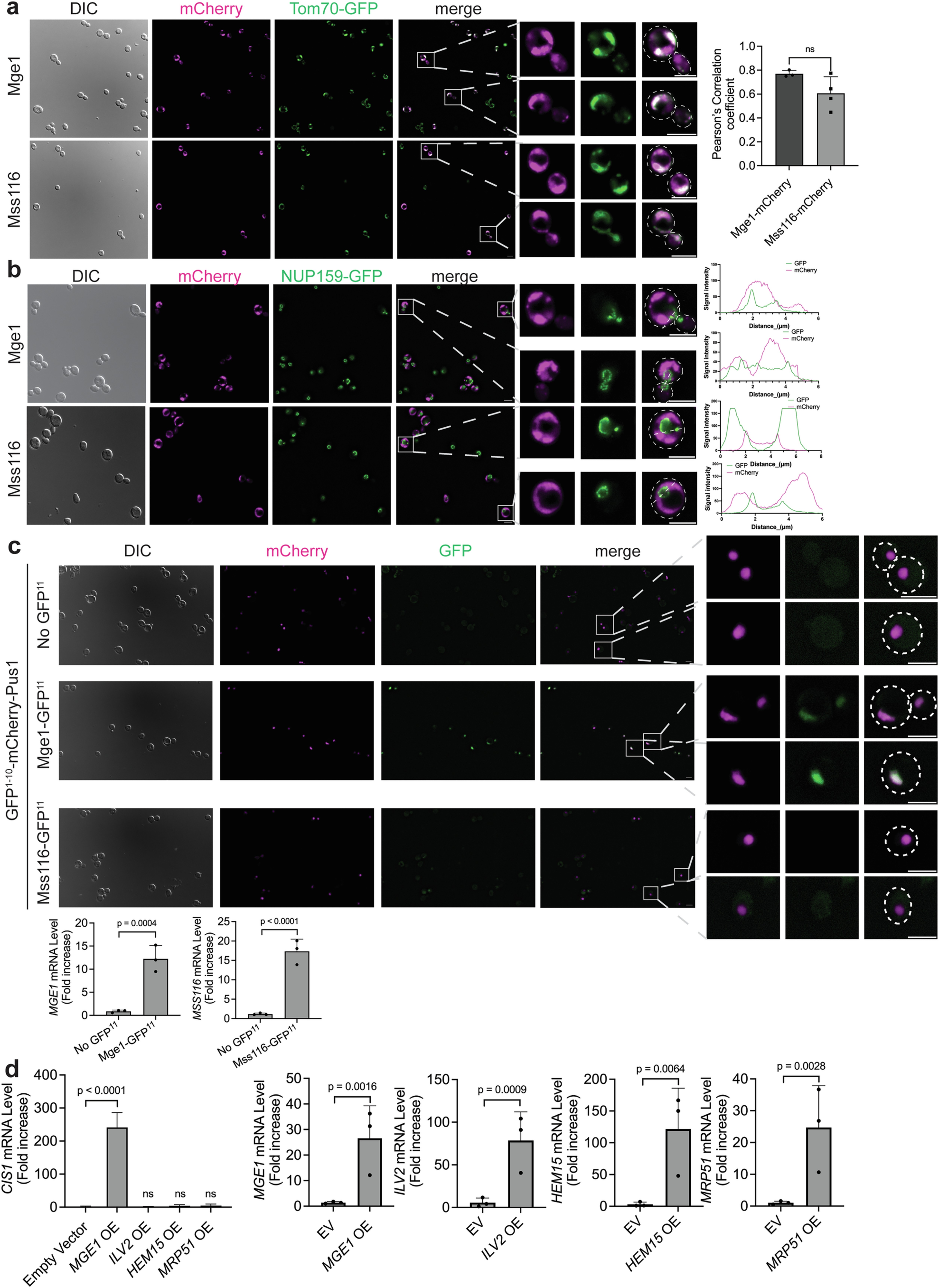 Extended Data Fig. 2: Overexpressed Mge1 localizes to both mitochondria and the nucleus.