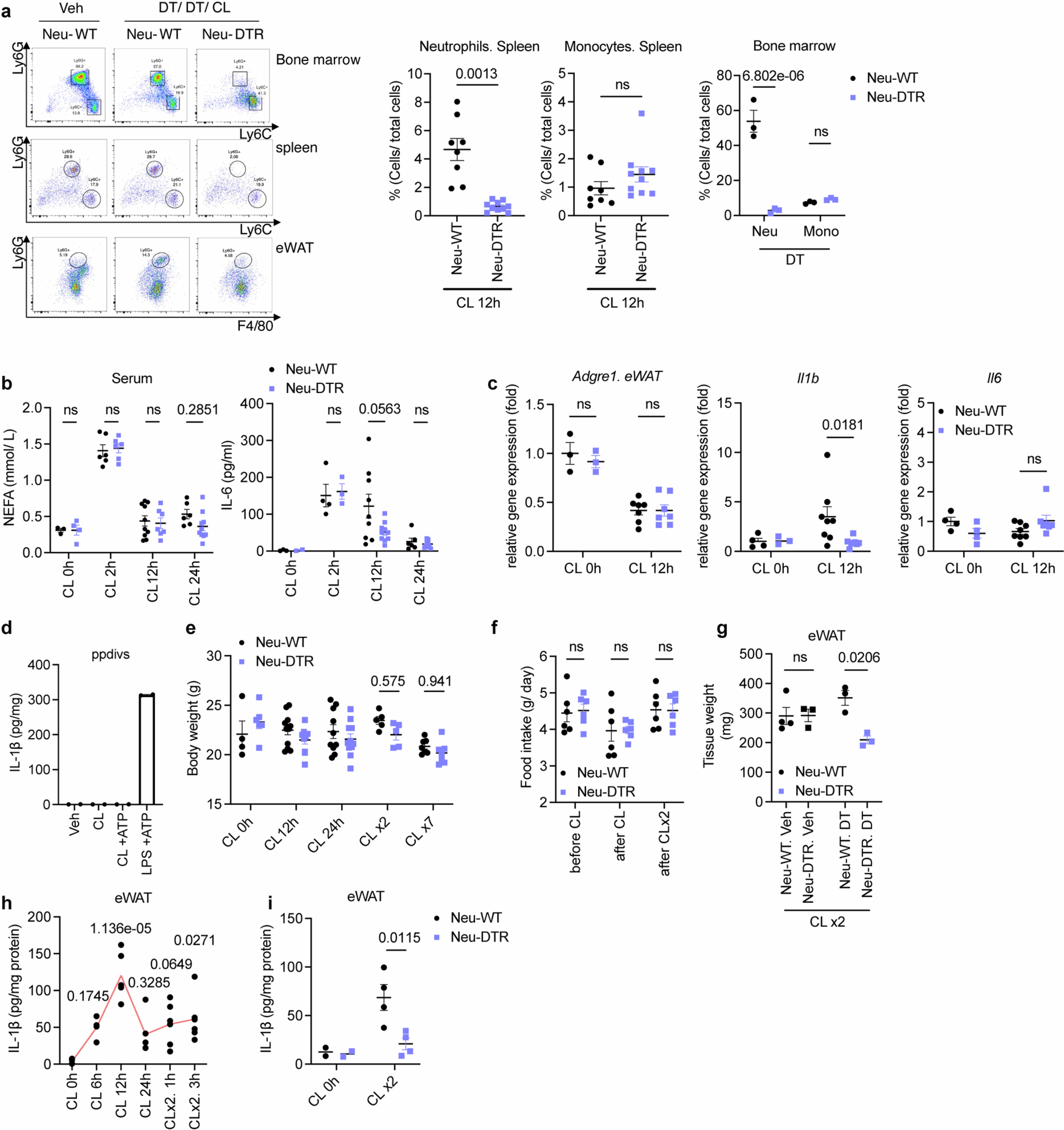 Extended Data Fig. 5: Infiltrated neutrophils are the major source of Interleukin-1β and limit excessive energy loss upon β3-adrenergic activation.