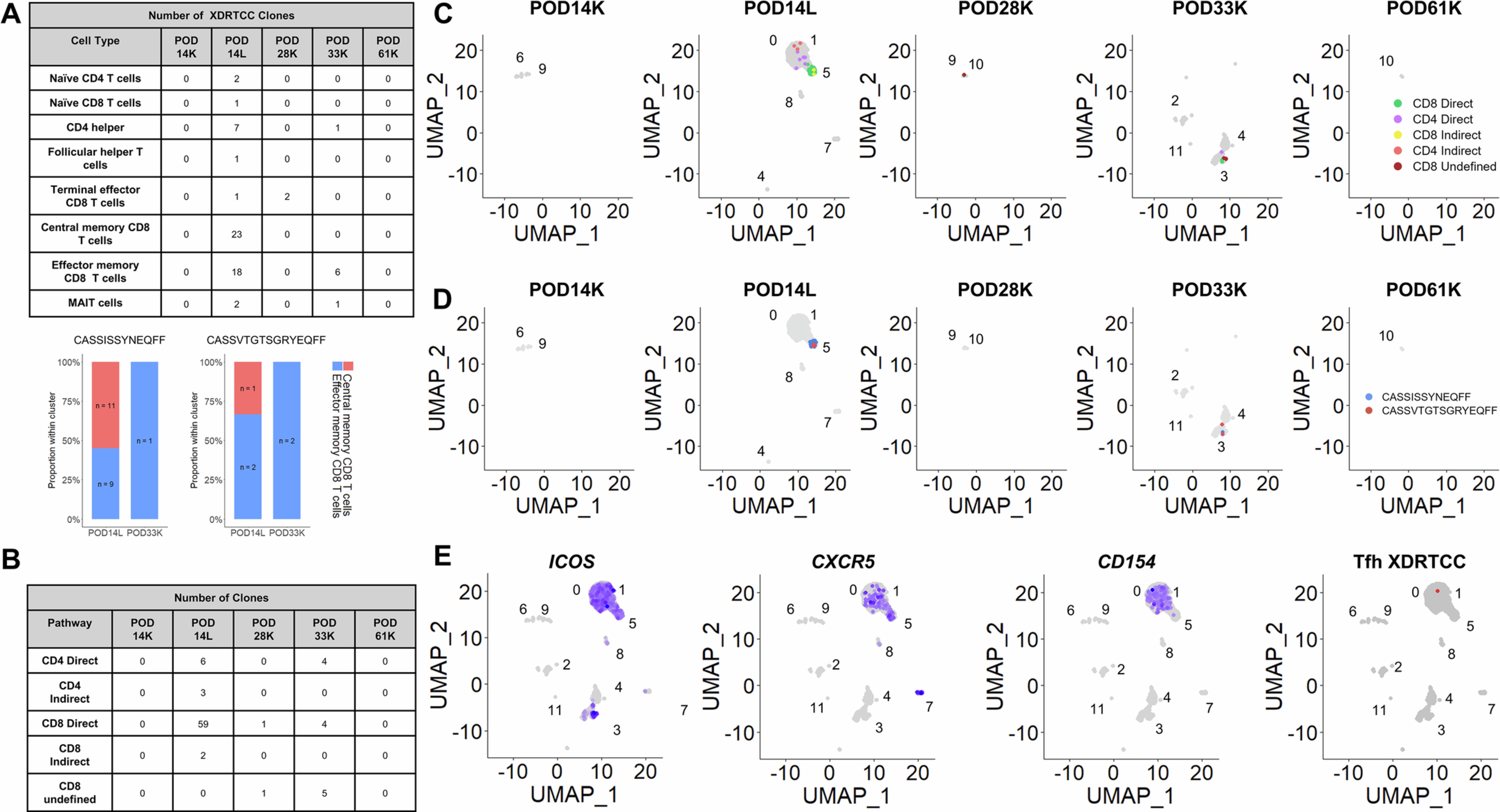 Extended Data Fig. 7: XDRTCCs from the direct or indirect pathway are detected across samples over time and some exhibit Tfh phenotype.